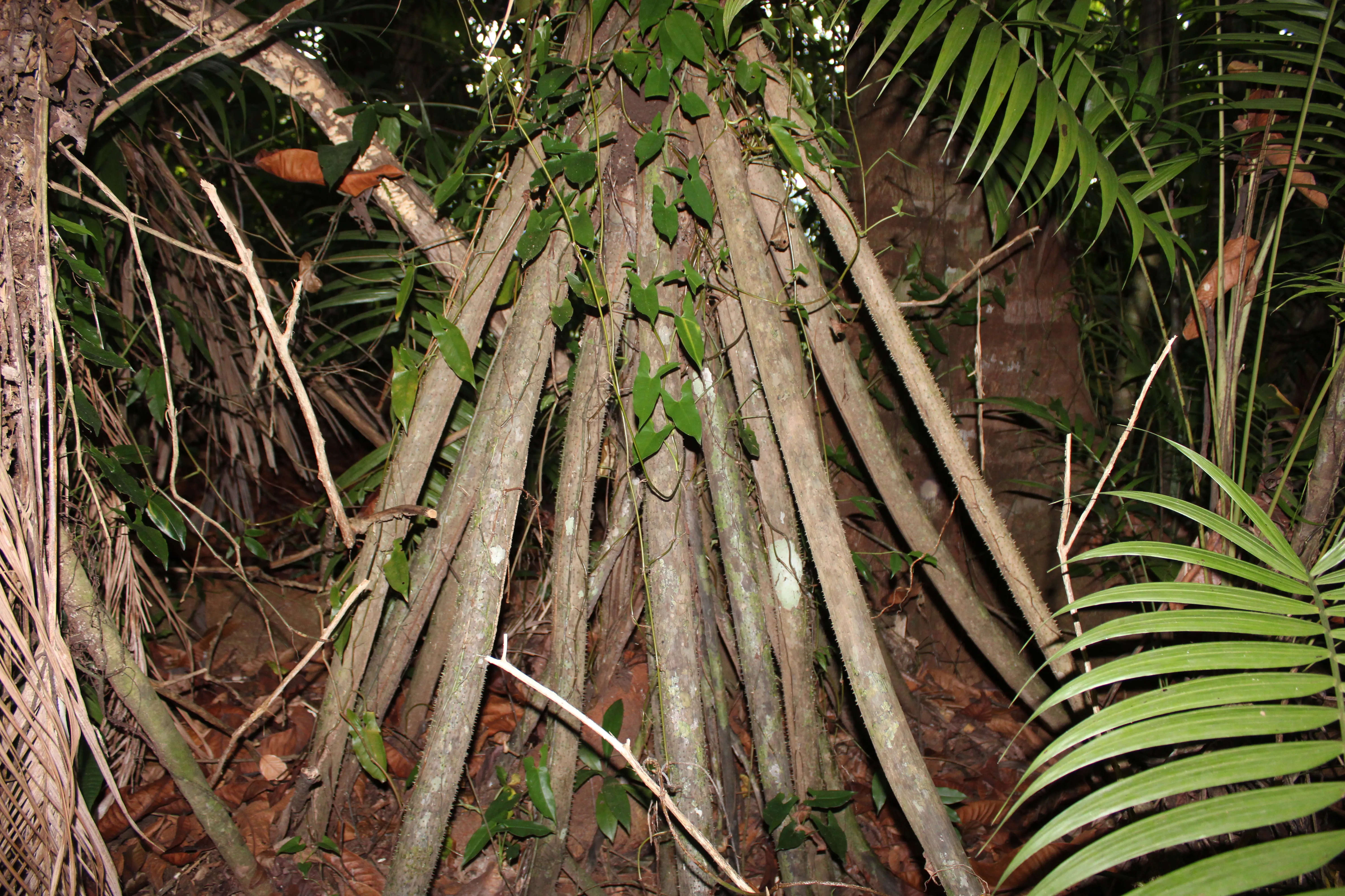 walking palm, the real palm heart