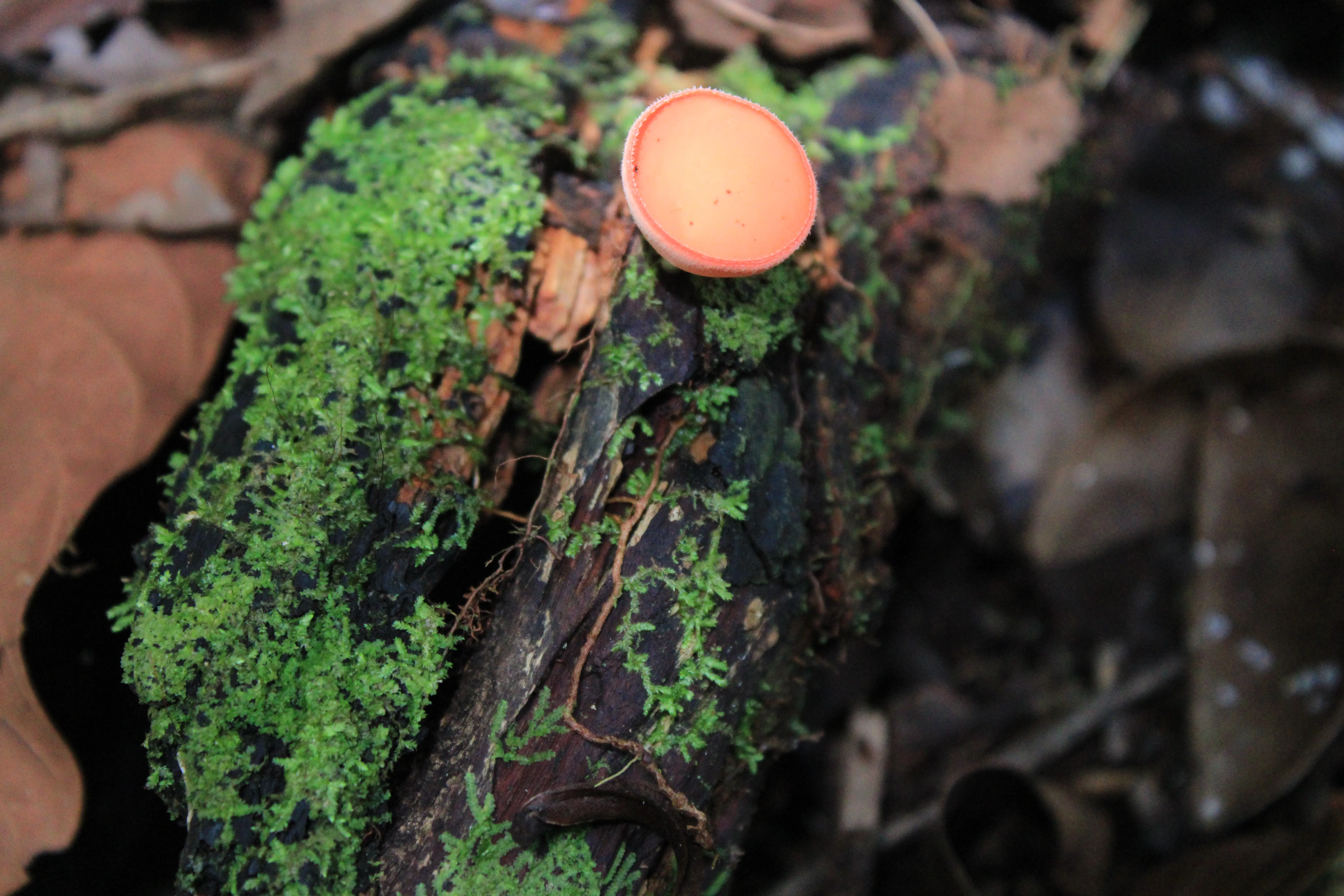 Cookeina Speciosa