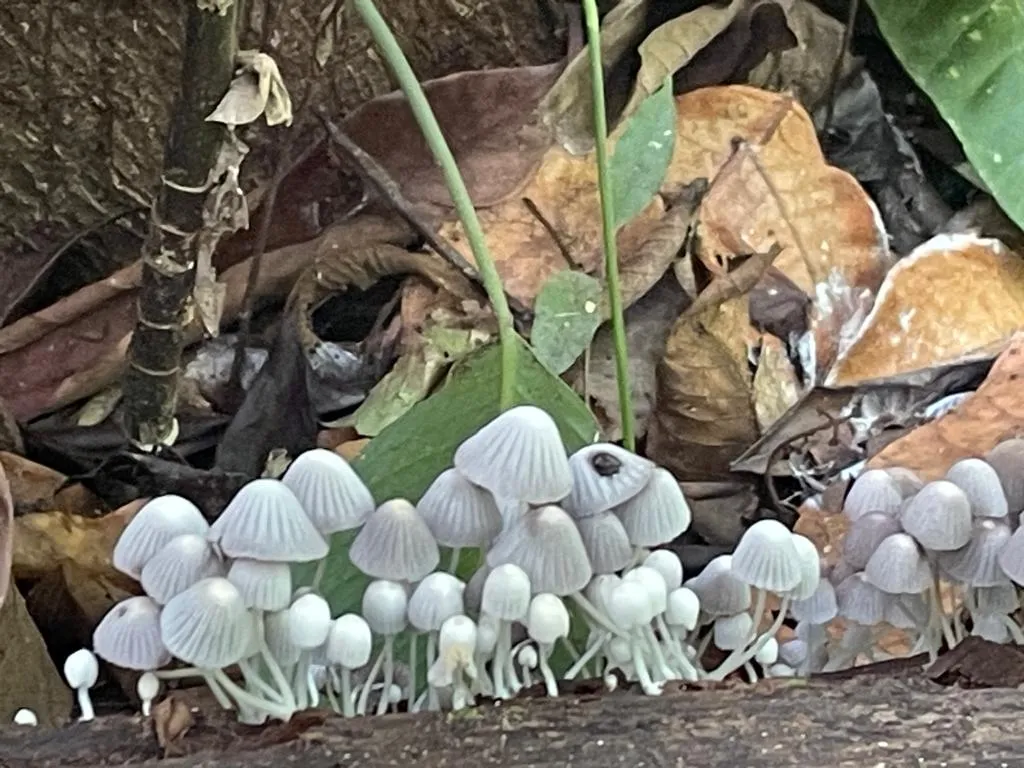 coprinellus