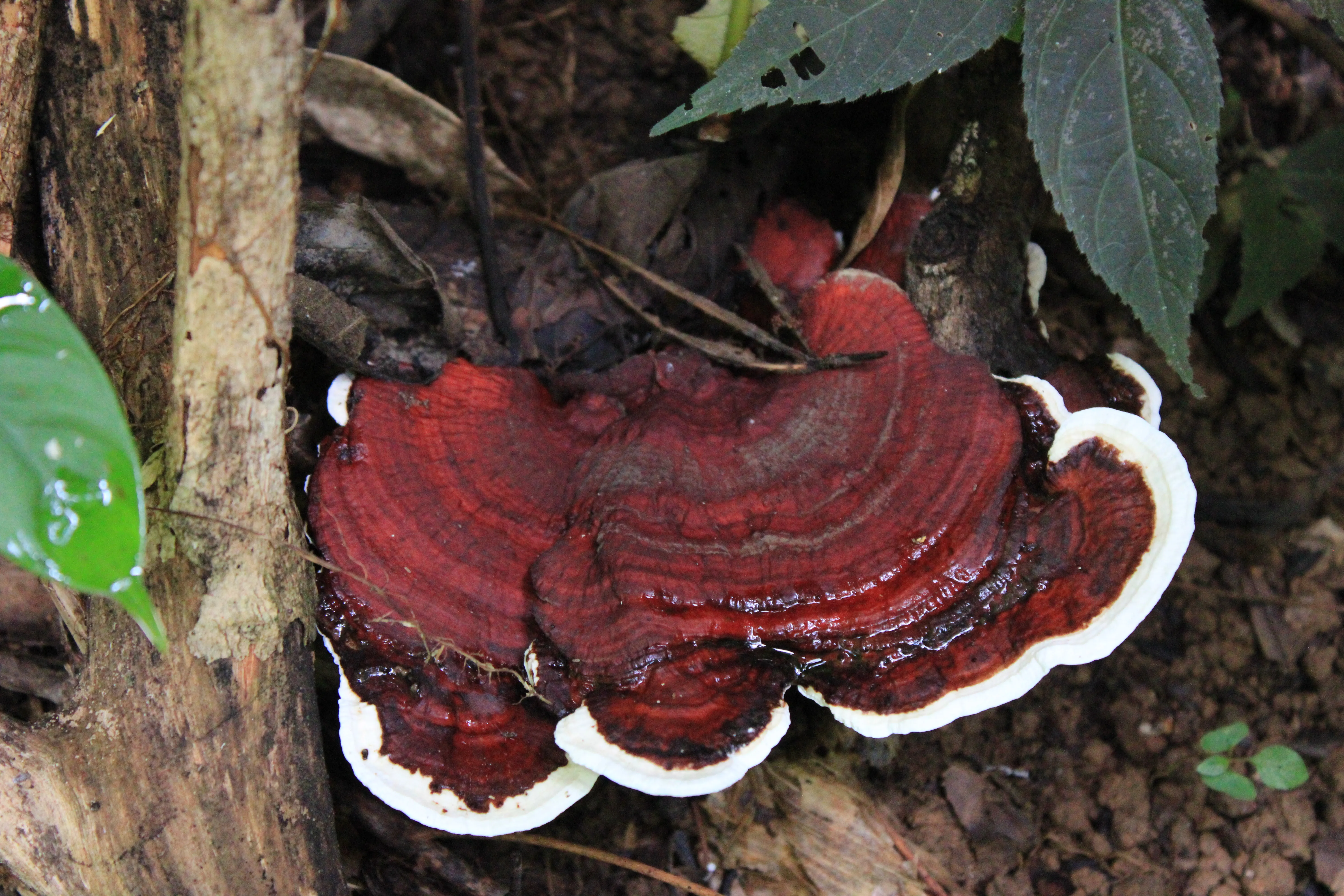 earliella