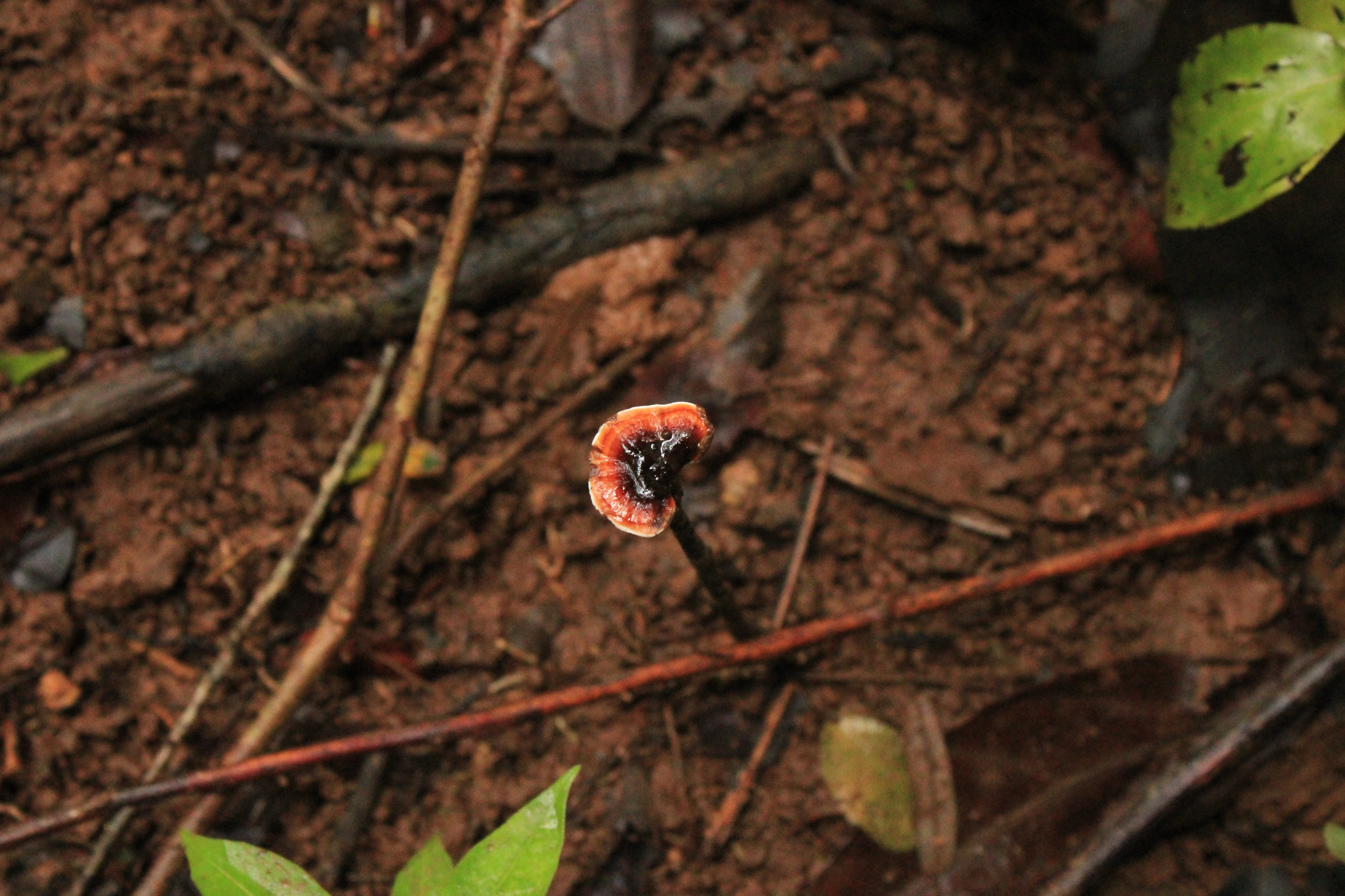 Ganoderma