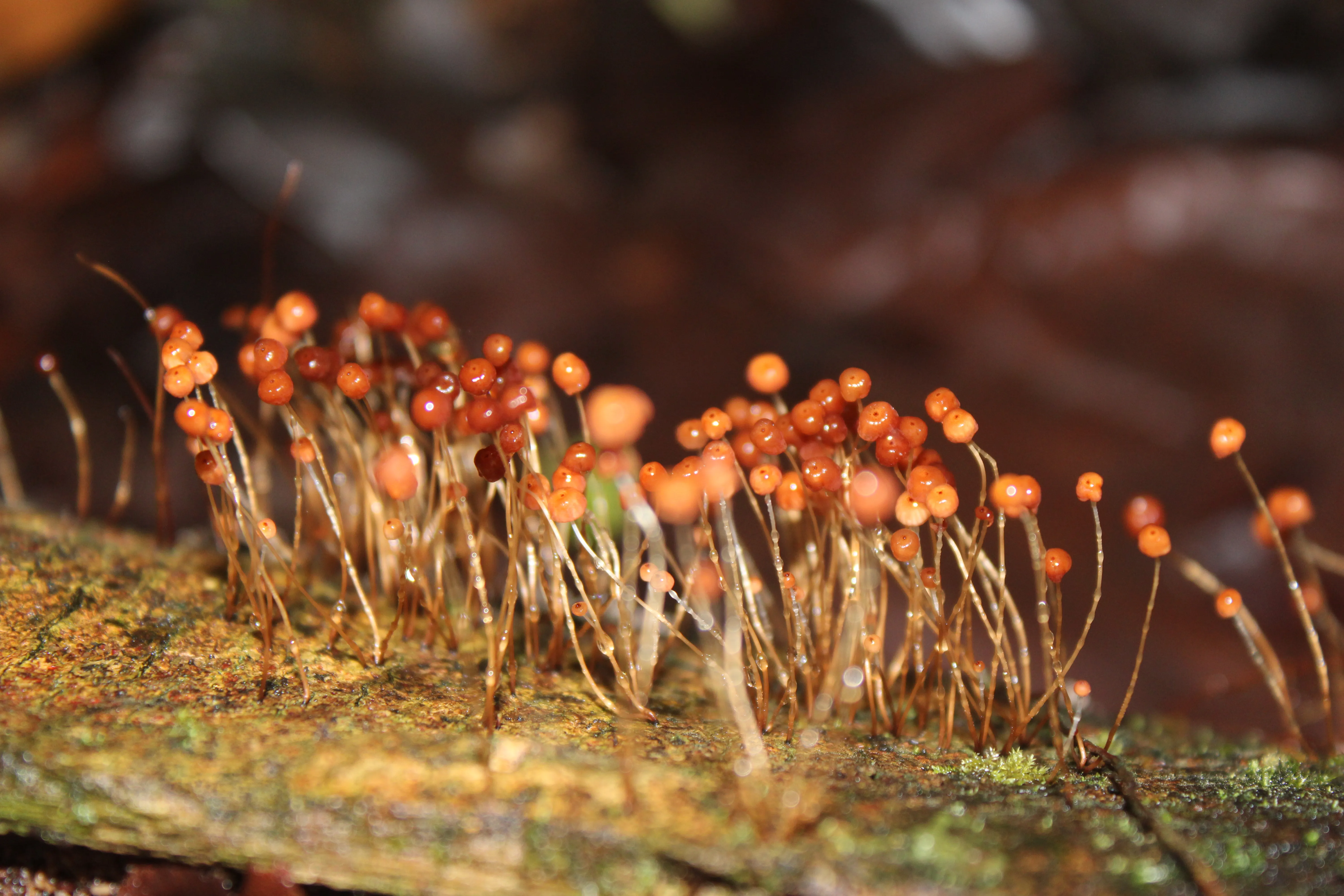 marasmius
