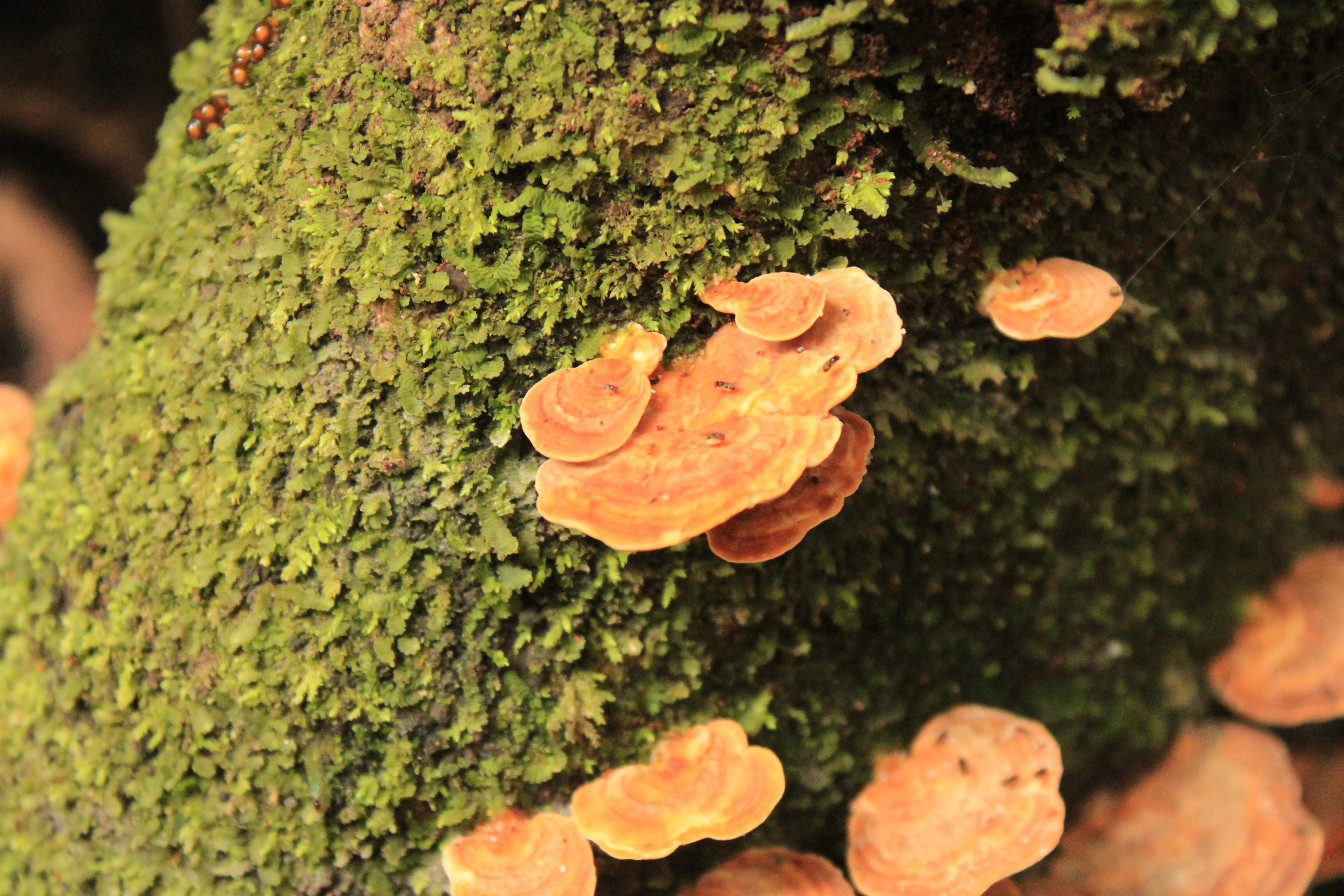 polyporus sanguineus
