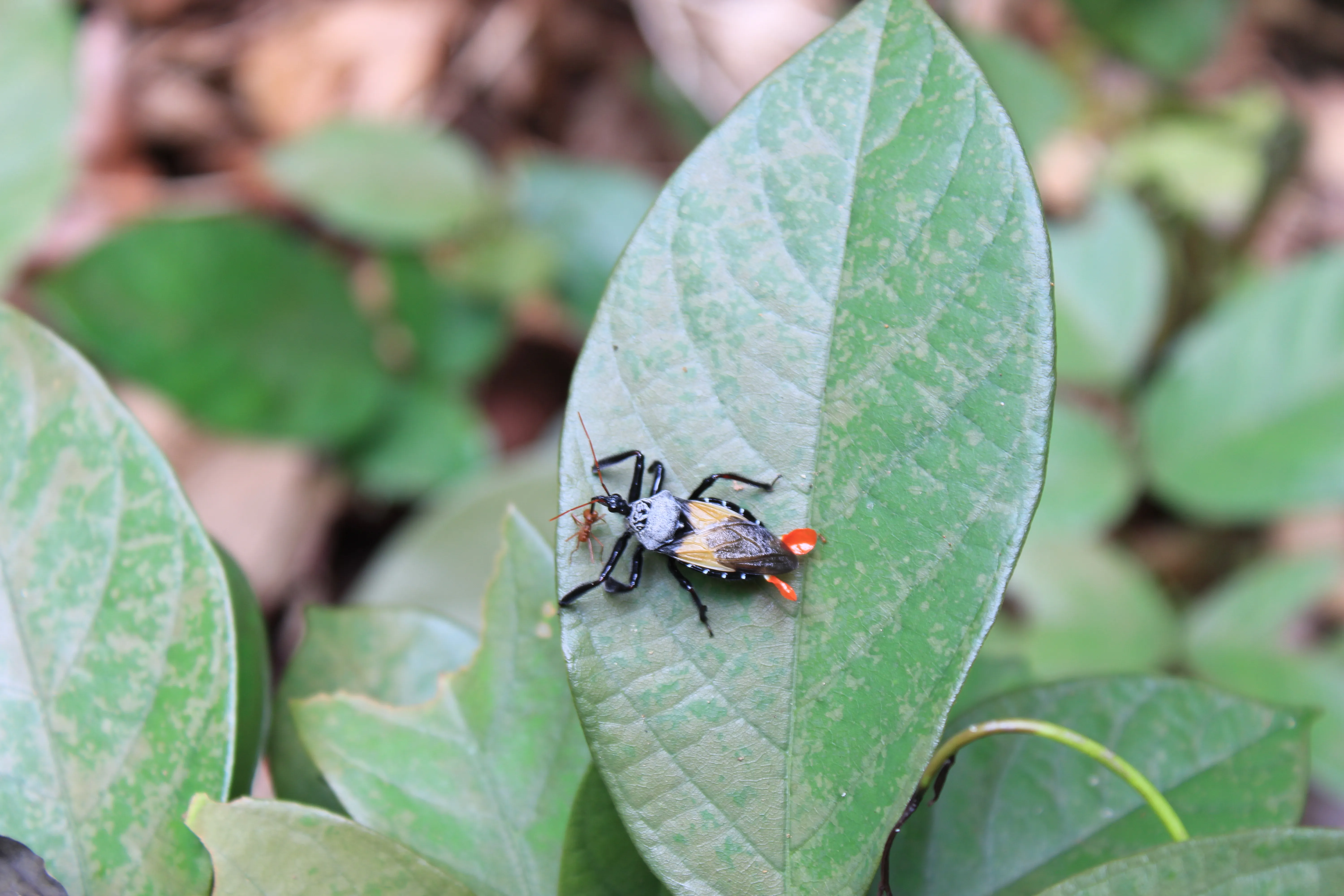 Flag Assassin bug eating a leaf-cutter ant