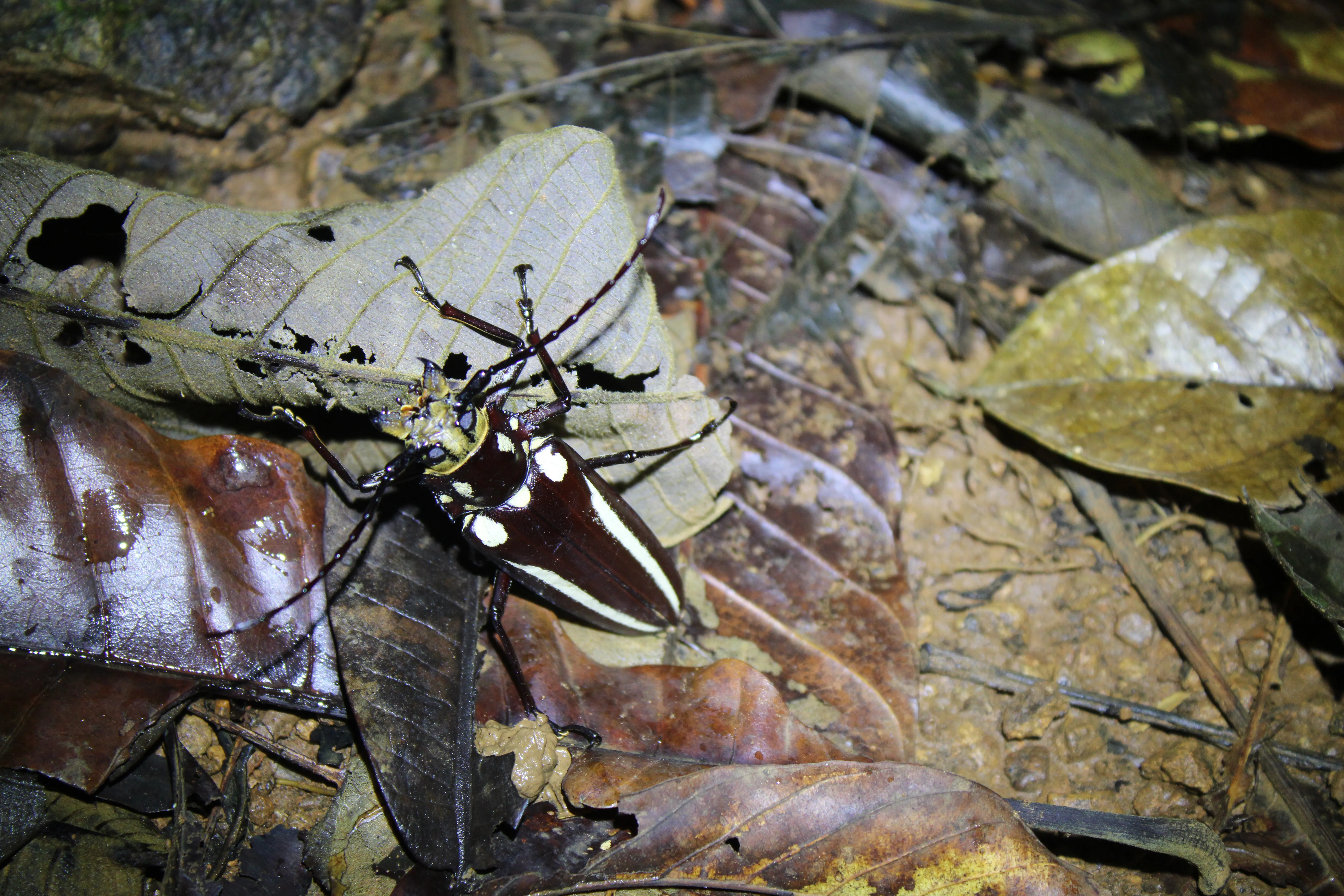 callipogon looking for food on a fallen trunk