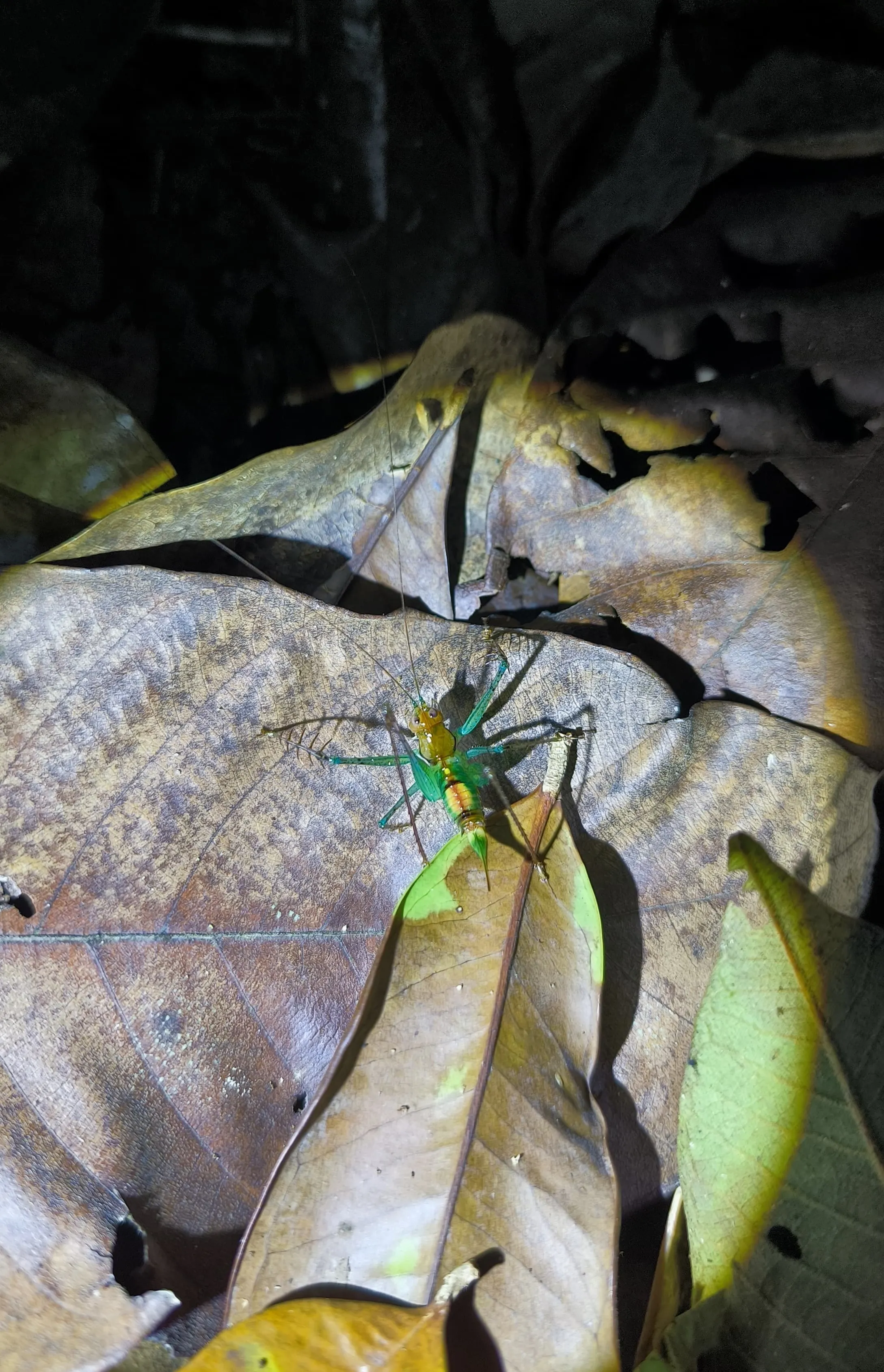 candy cane katydid on the ground of the forest