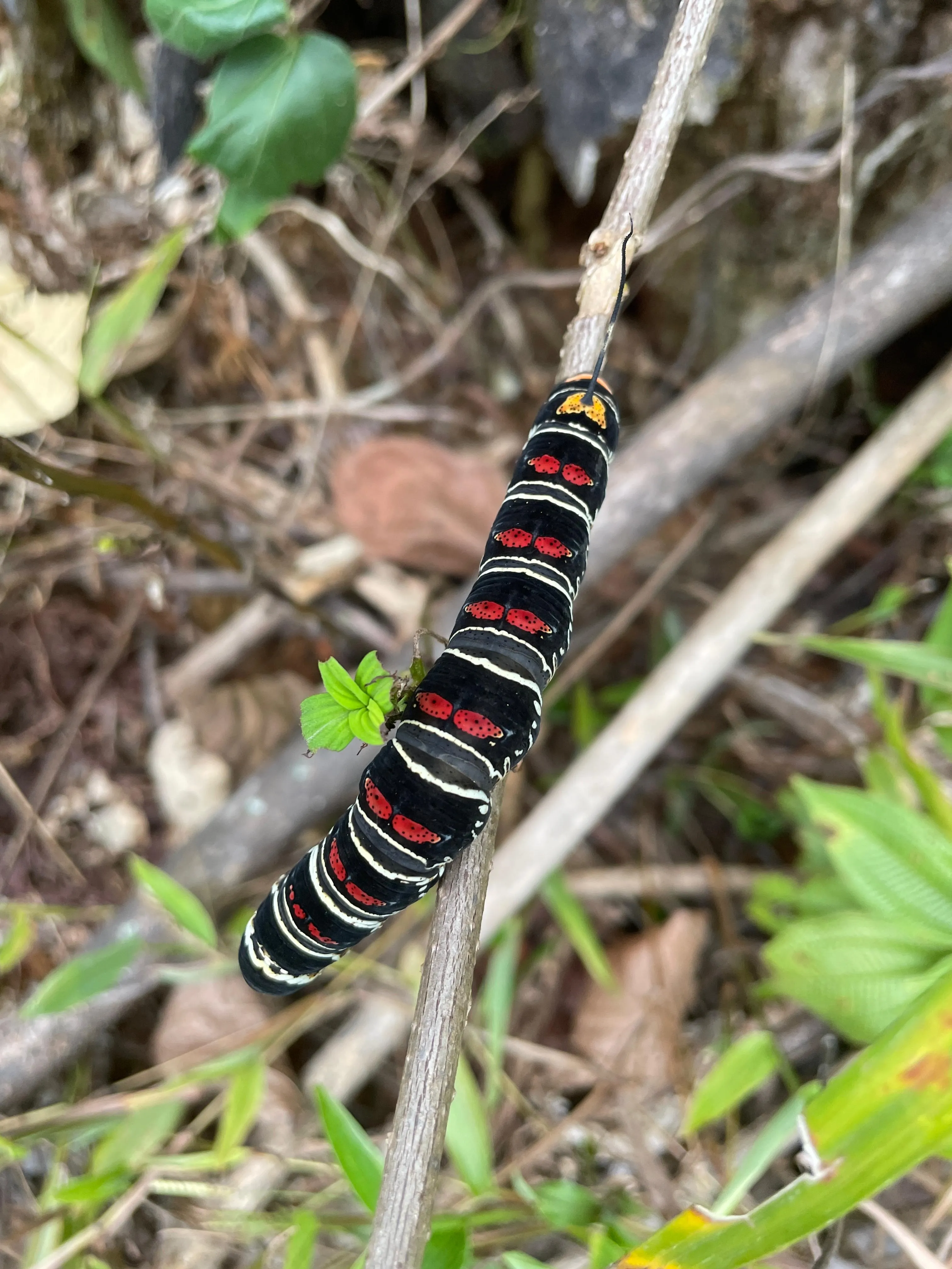 caterpillar eating a leave