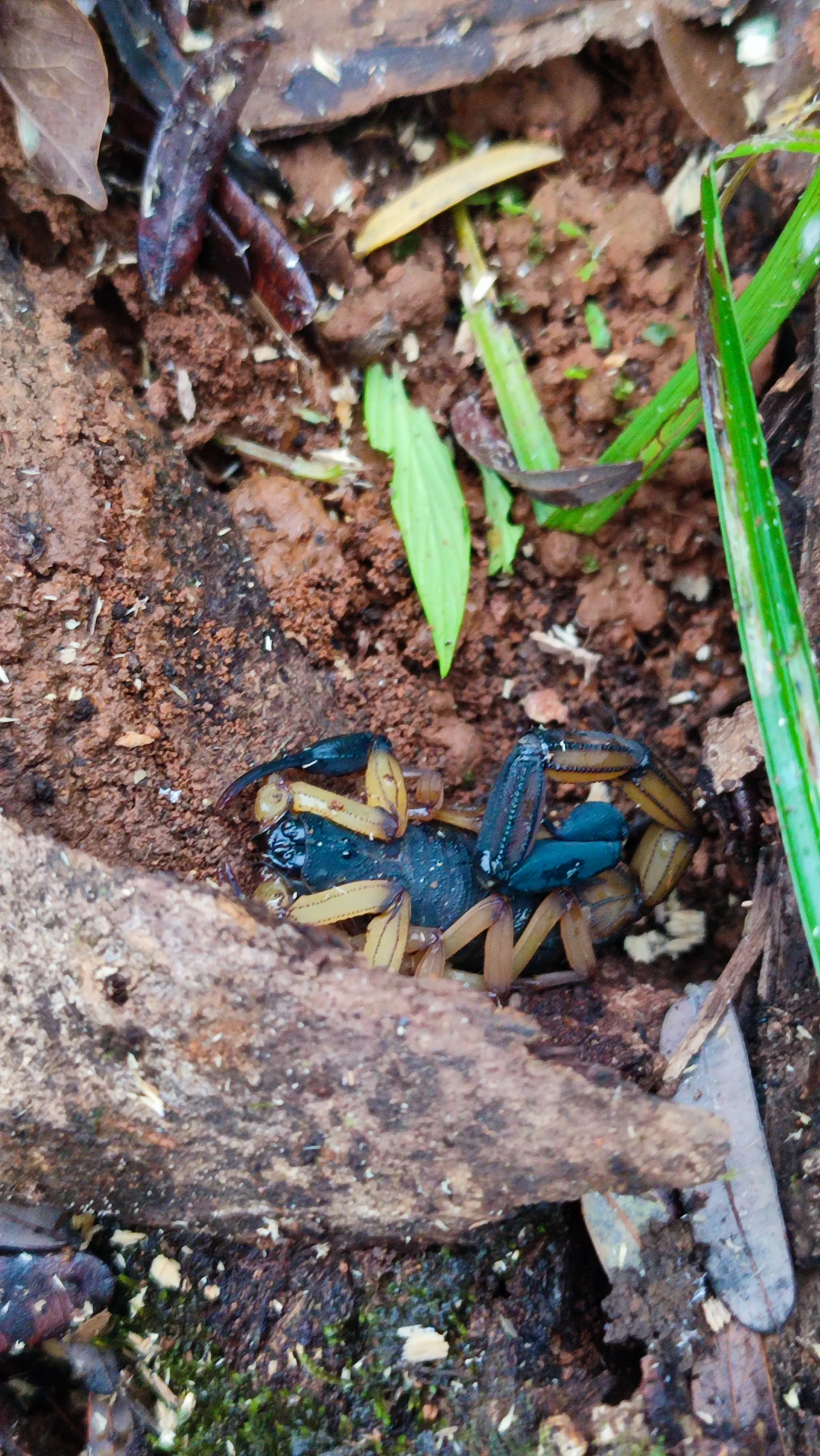 Central American Scorpion hidden under a bark