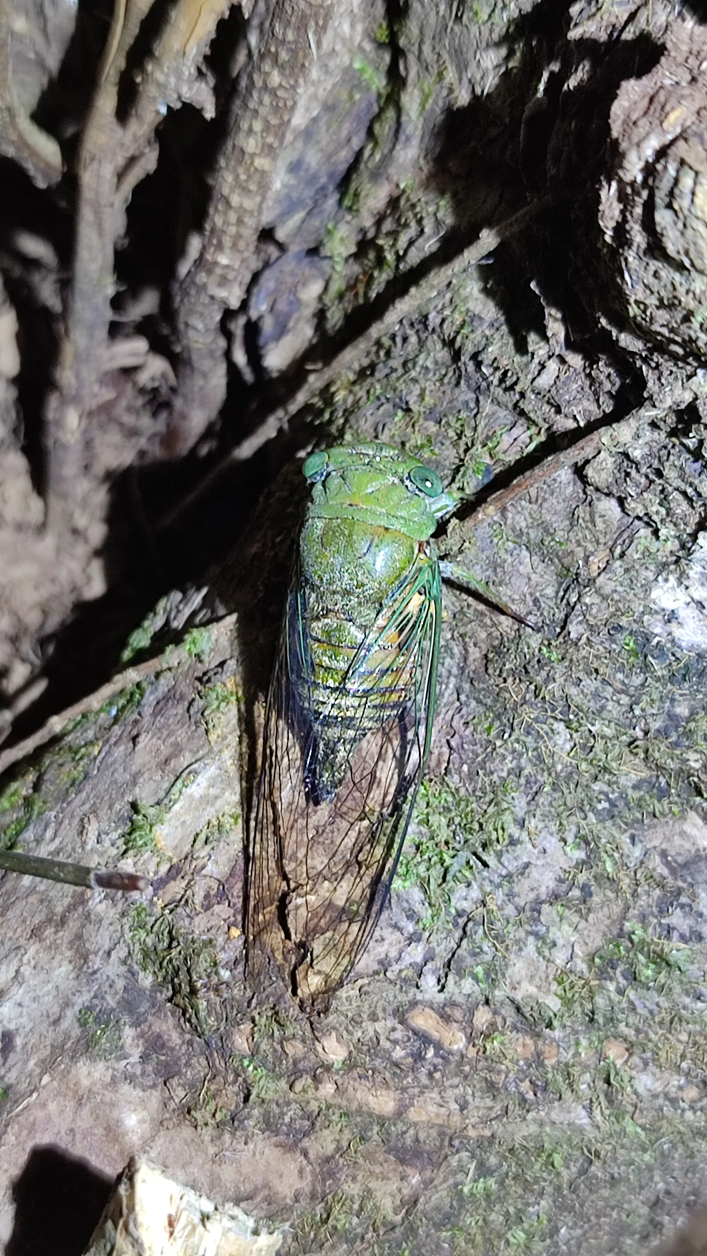 Cicada making noises at night
