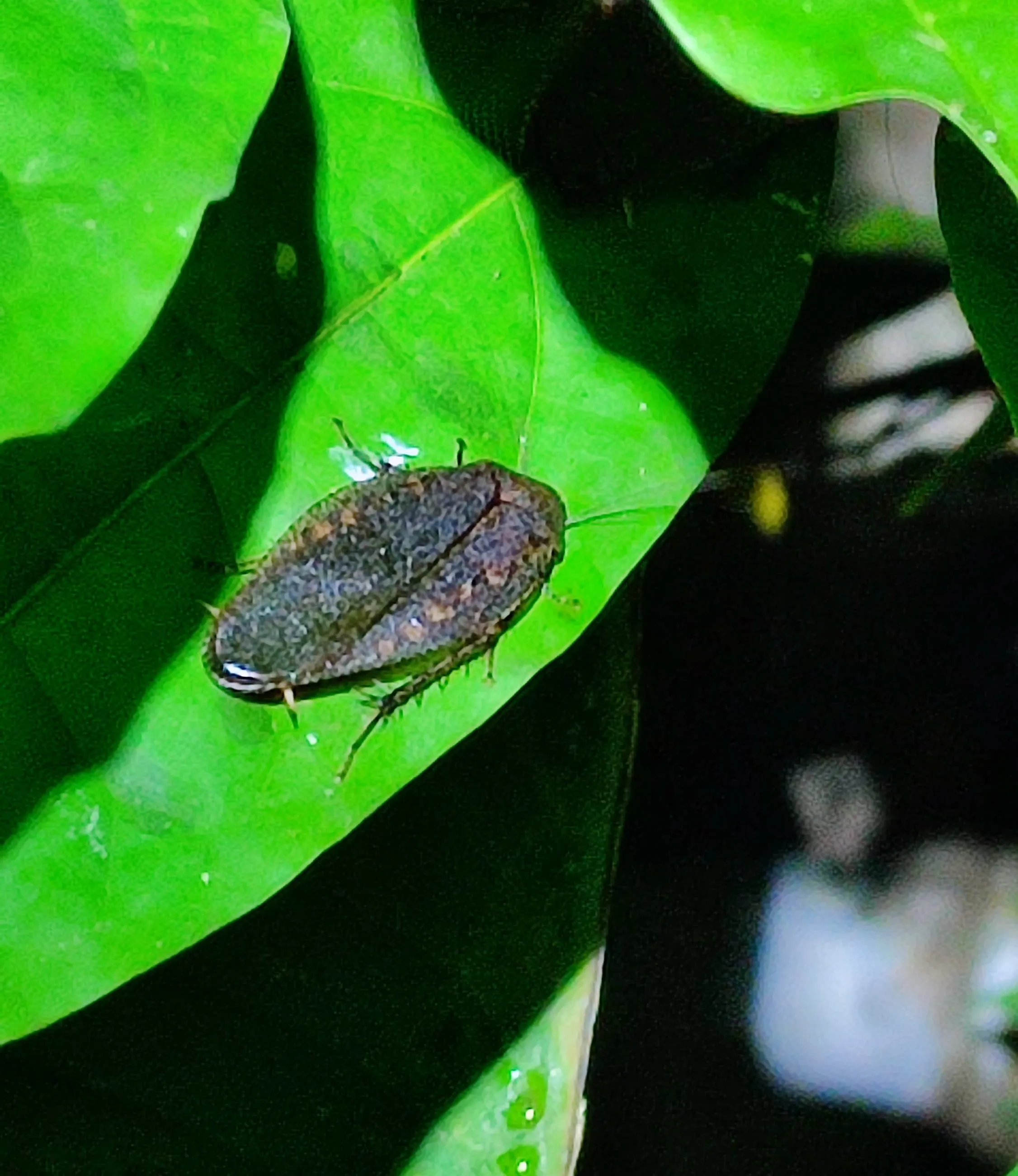 common jungle cockroach sleeping on a leaf
