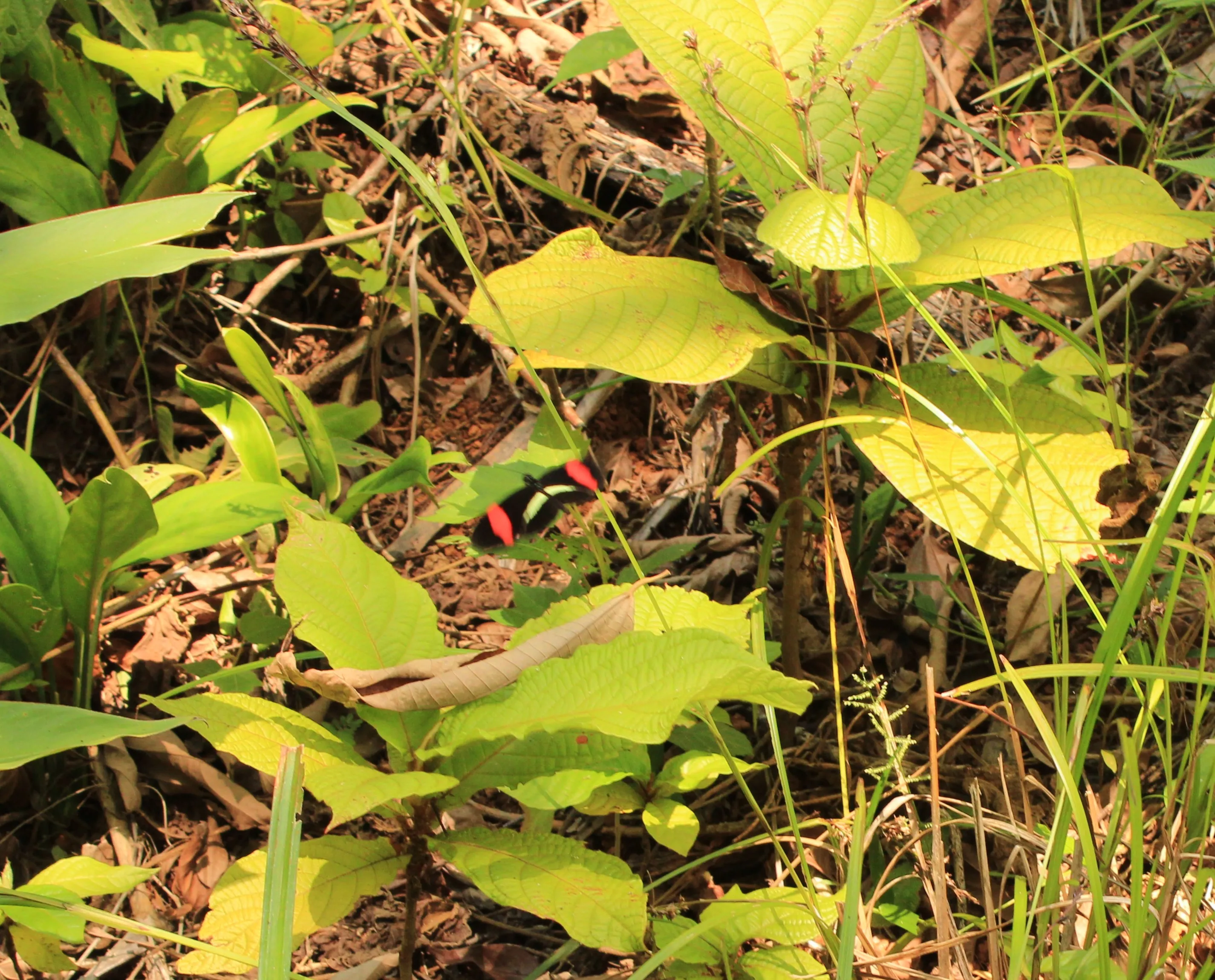 heliconius butterfly on the fly