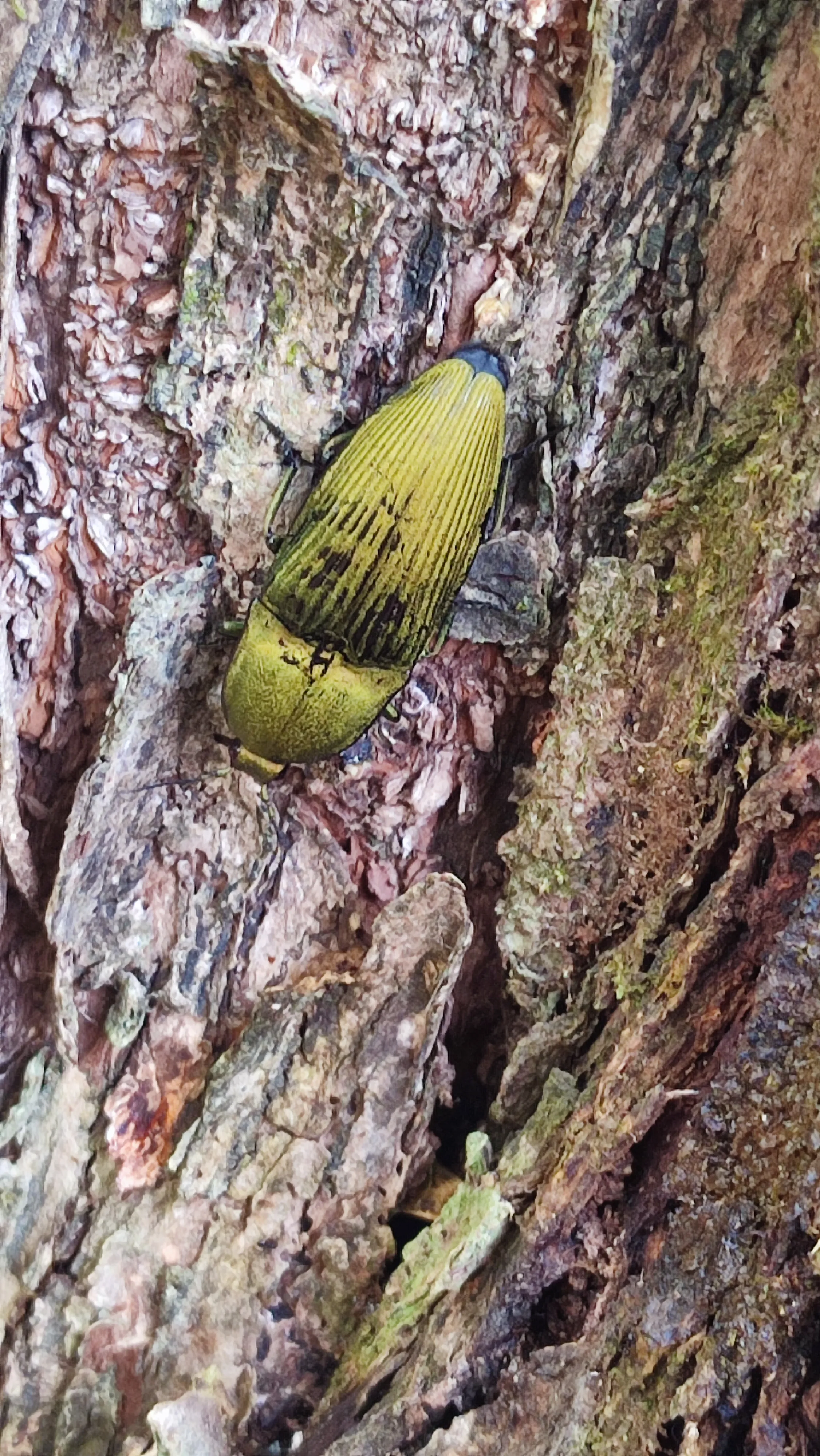 click beetle on a Spanish Cedar