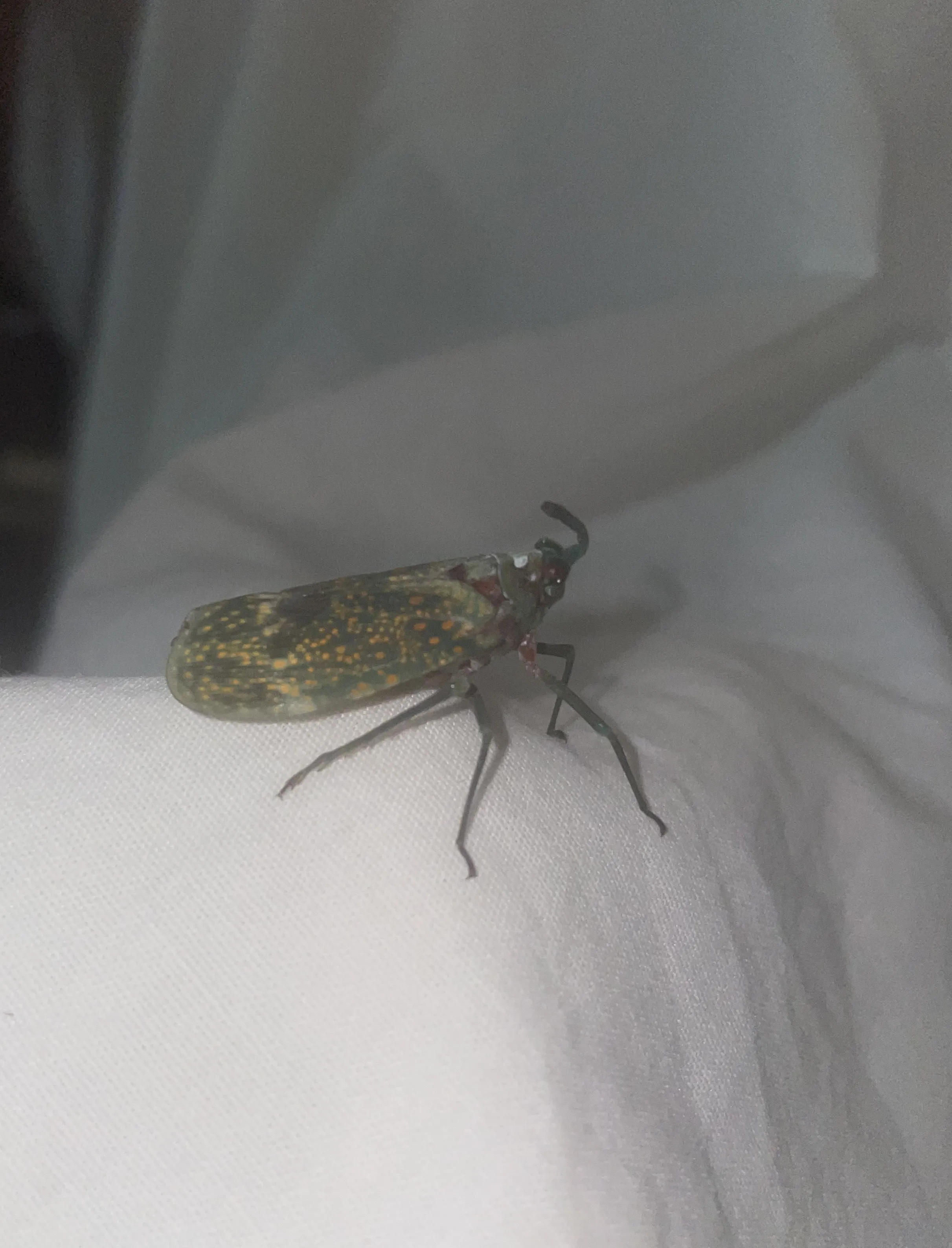 latern bug