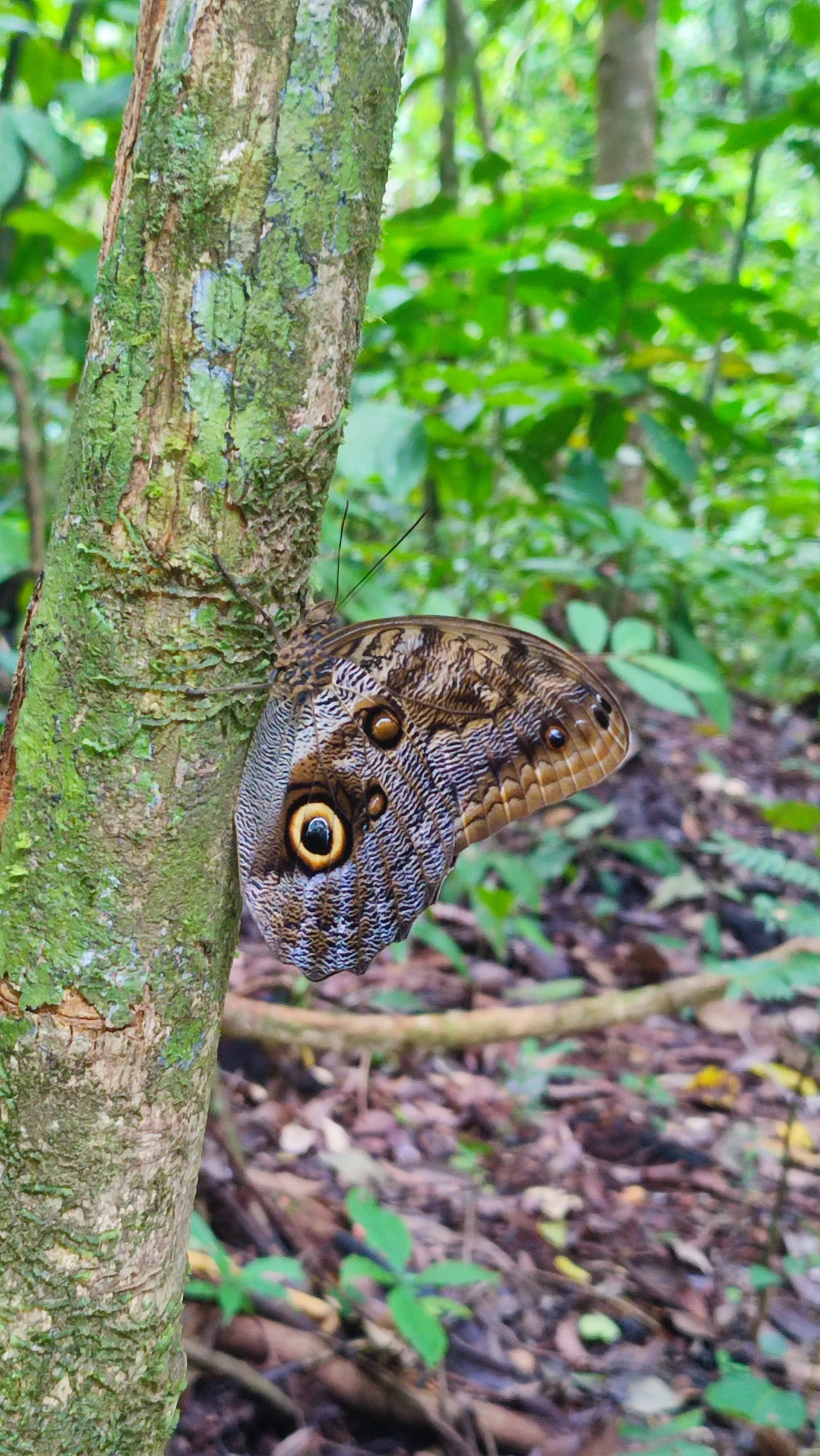 morpho on the side of a trunk