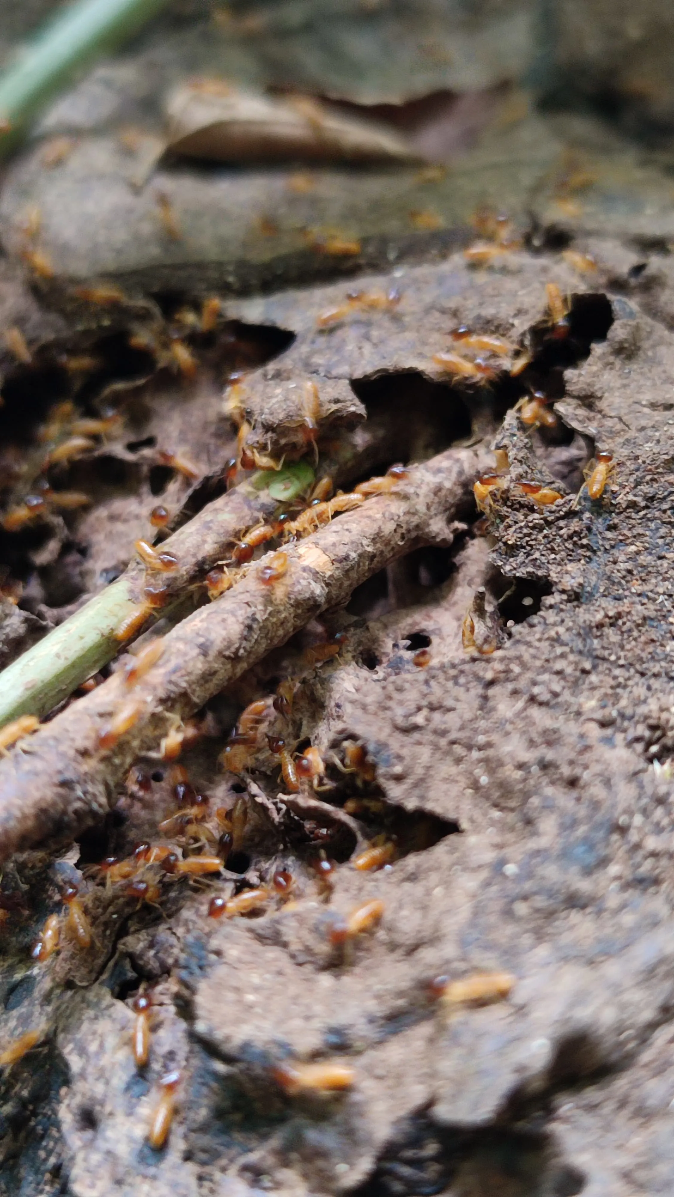 termites on their nest