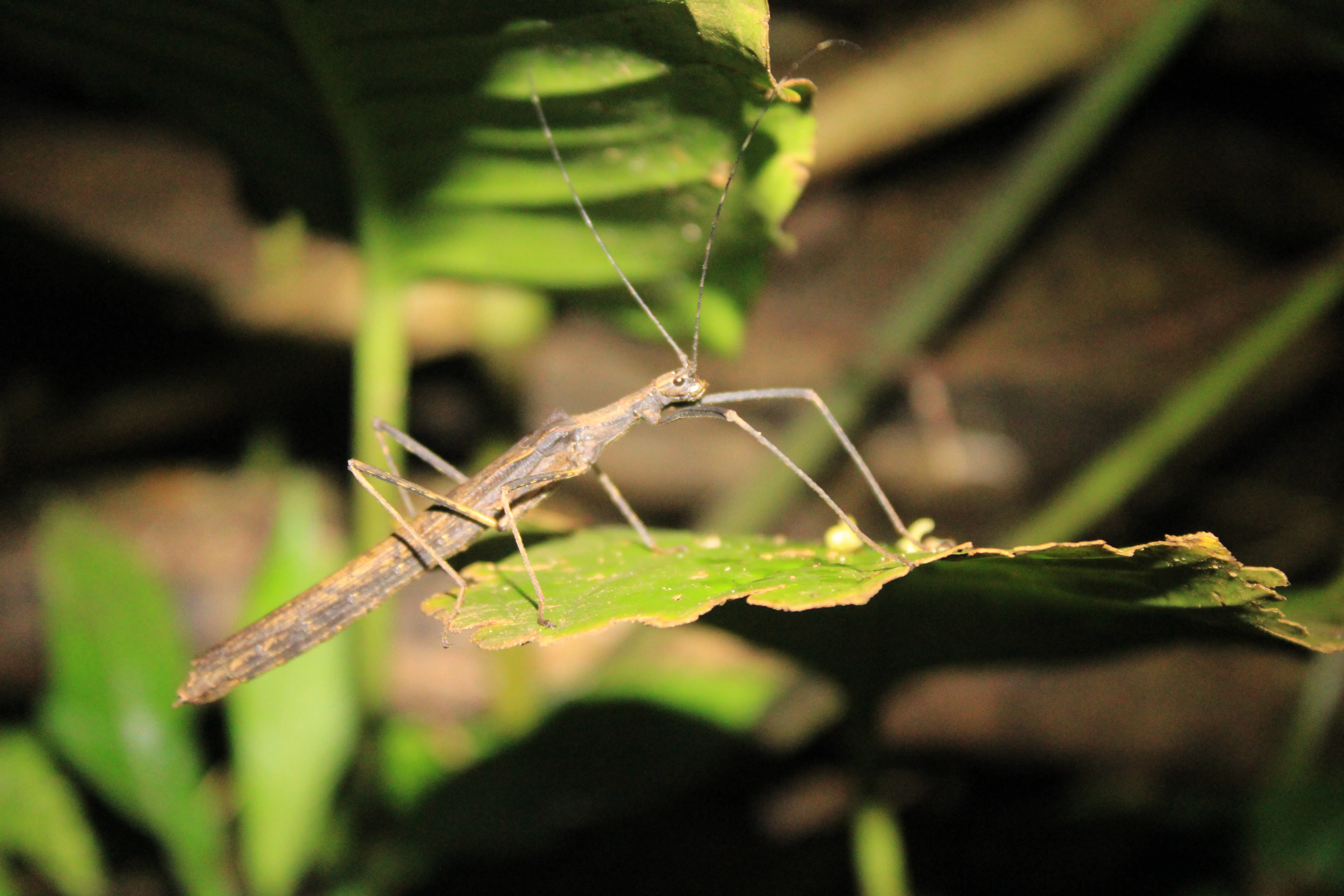 walking stick eating a leaf