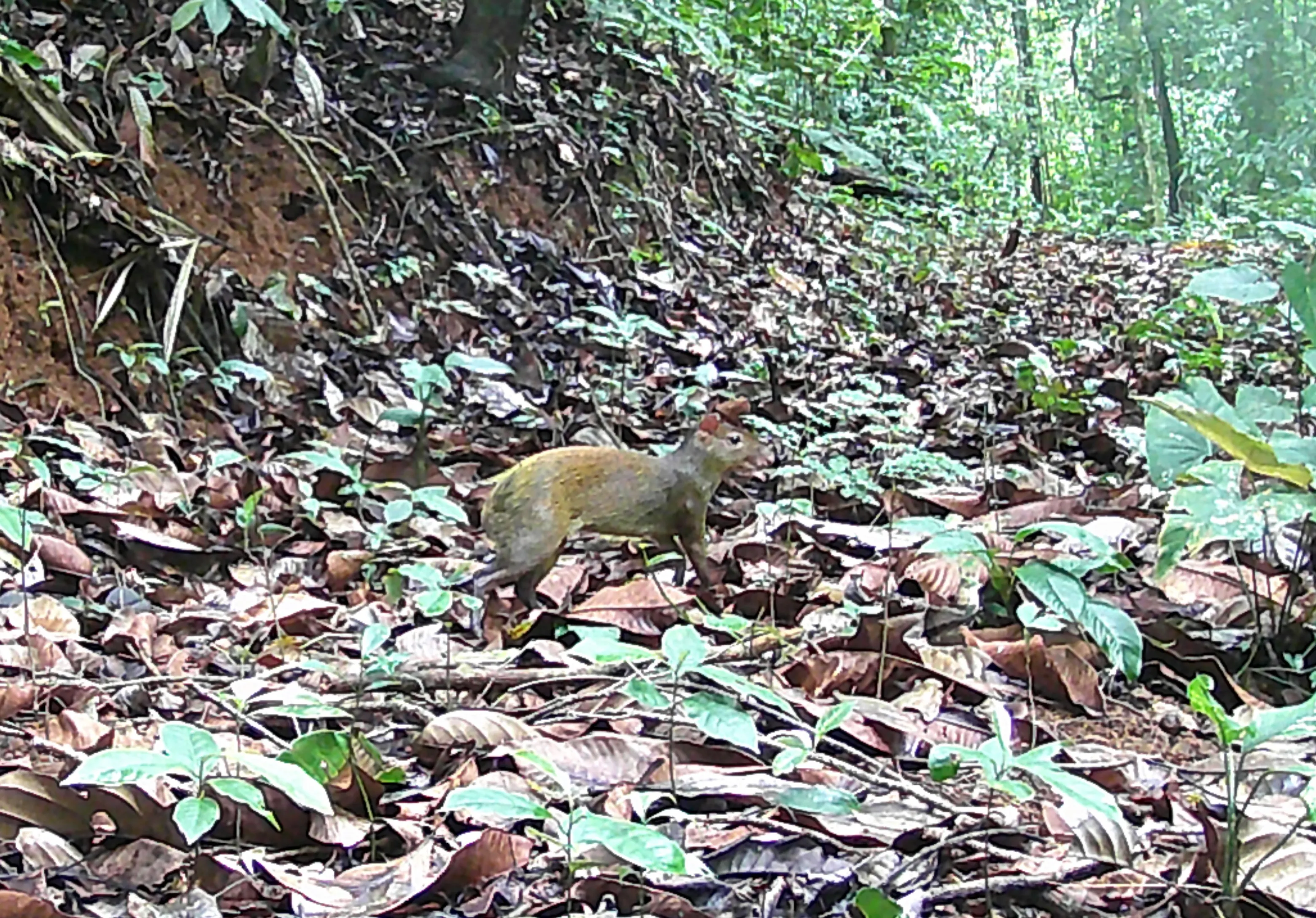 agouti looking for seeds in the rainforest