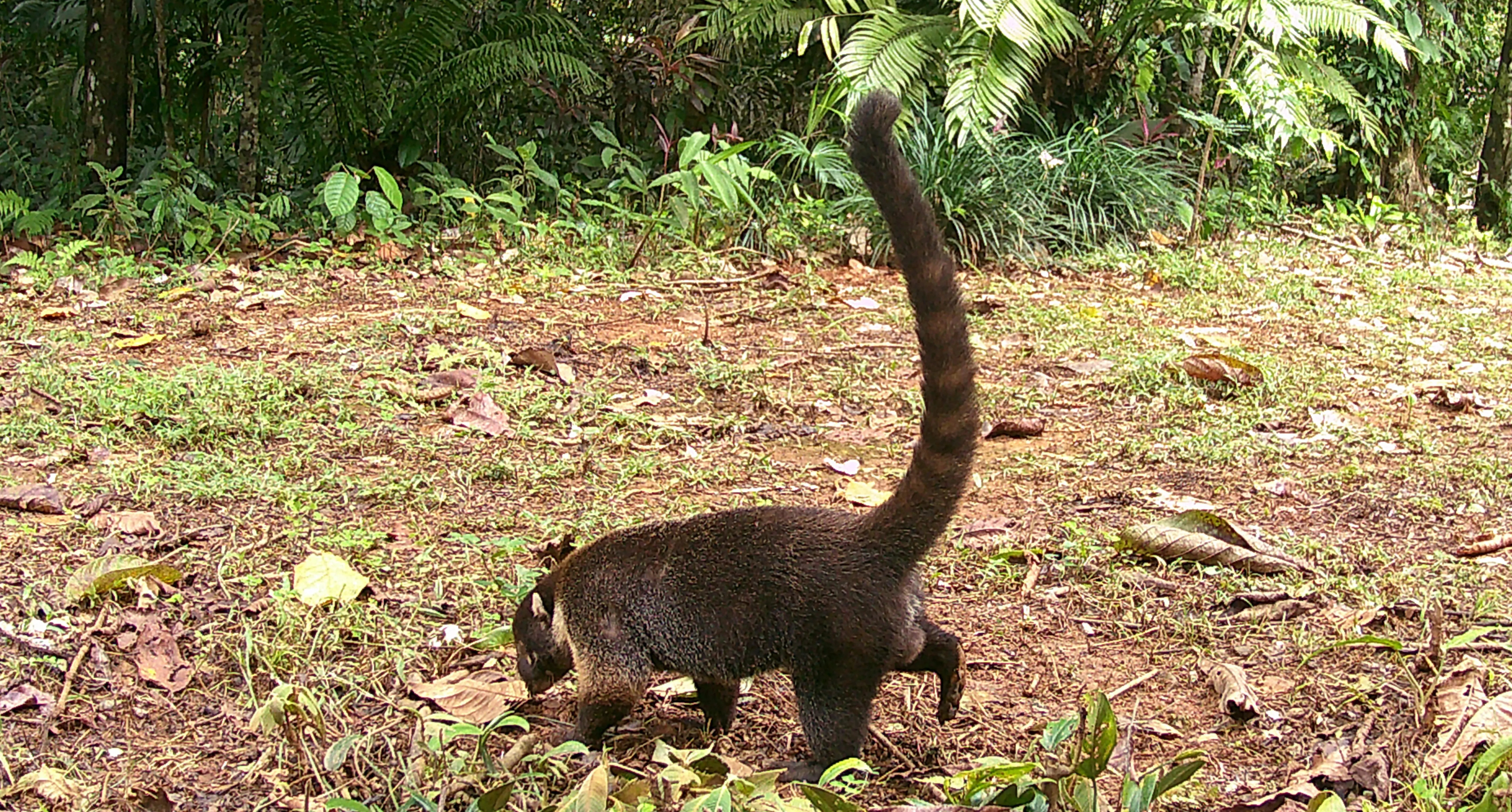 coati looking for food on the ground