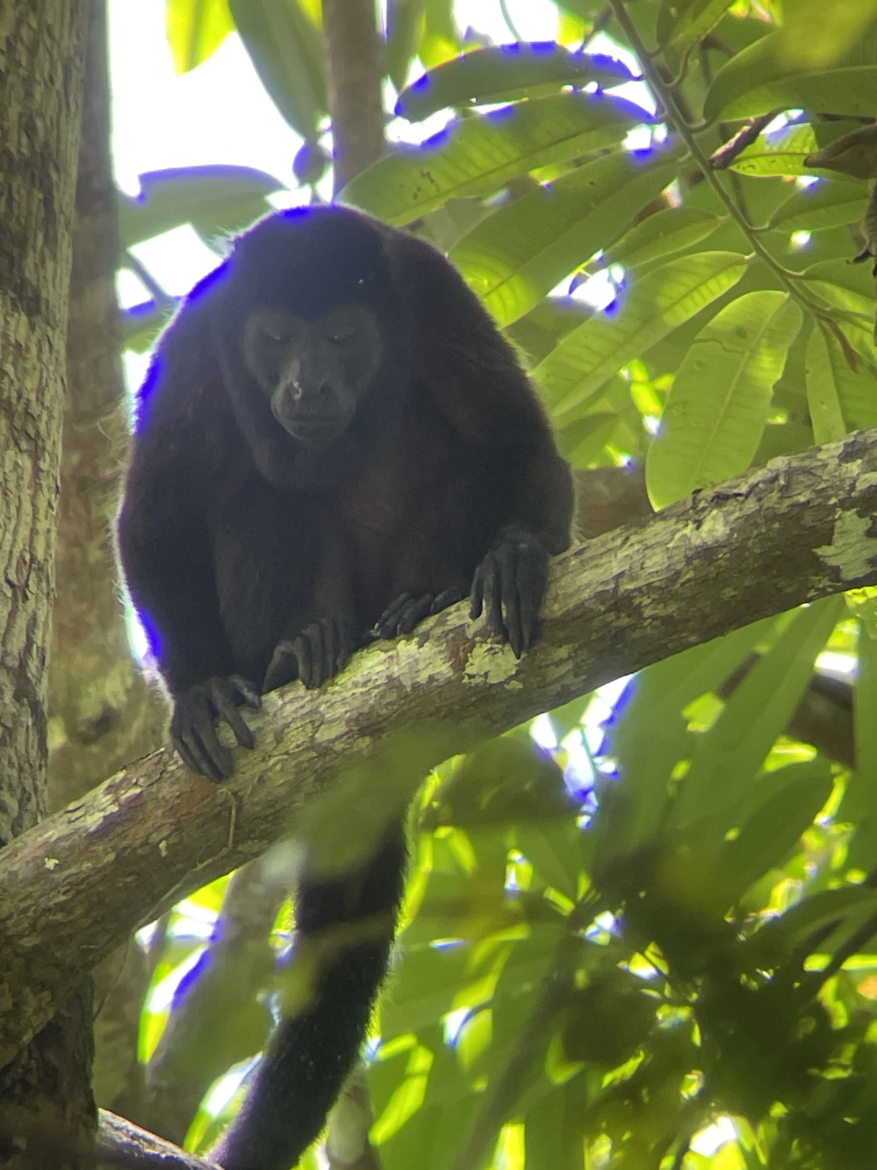 howler monkey looking for fresh leaves