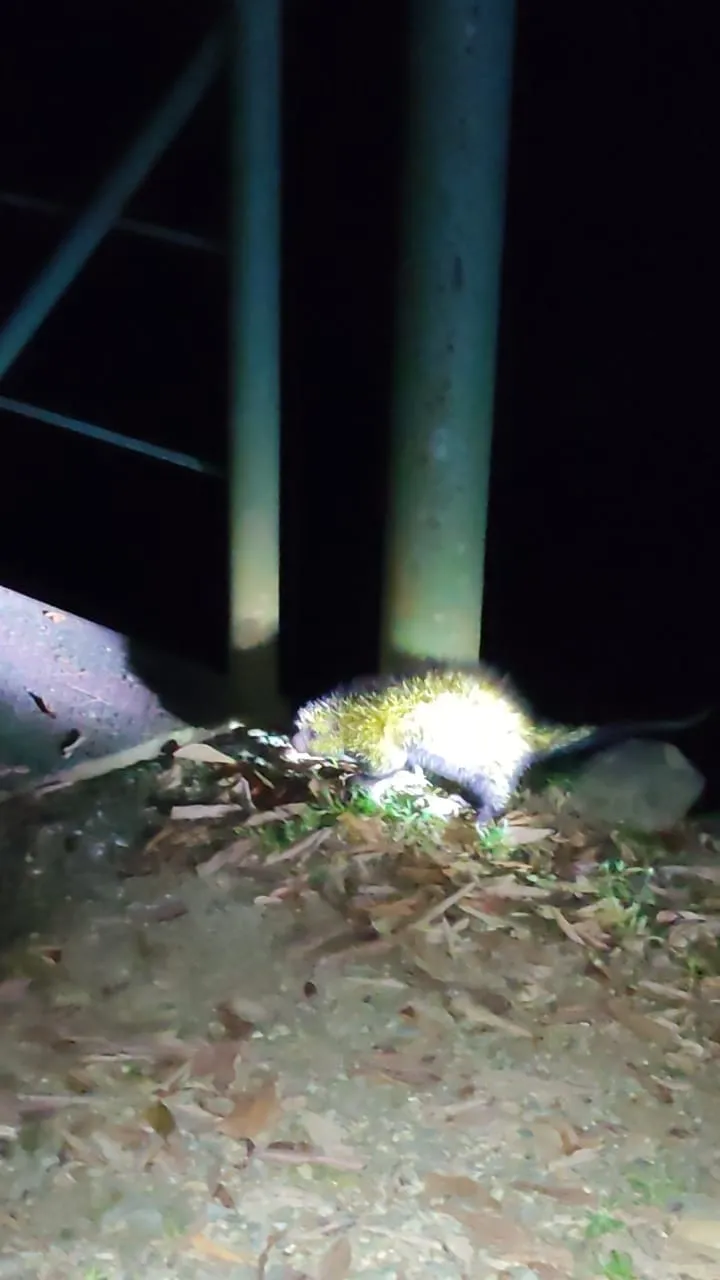 porcupine running in the middle of the night 