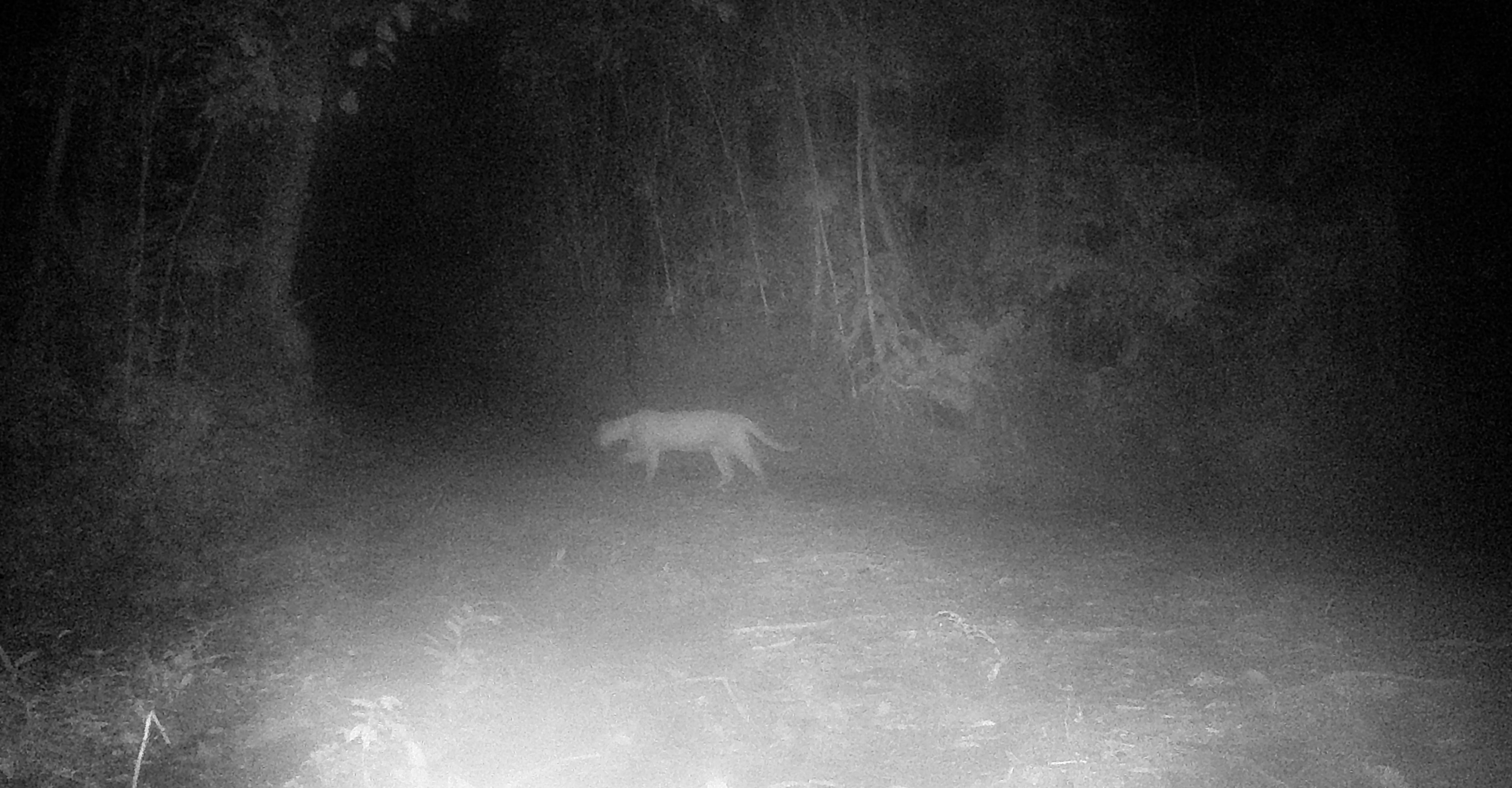 puma concolor walking in the middle of the night