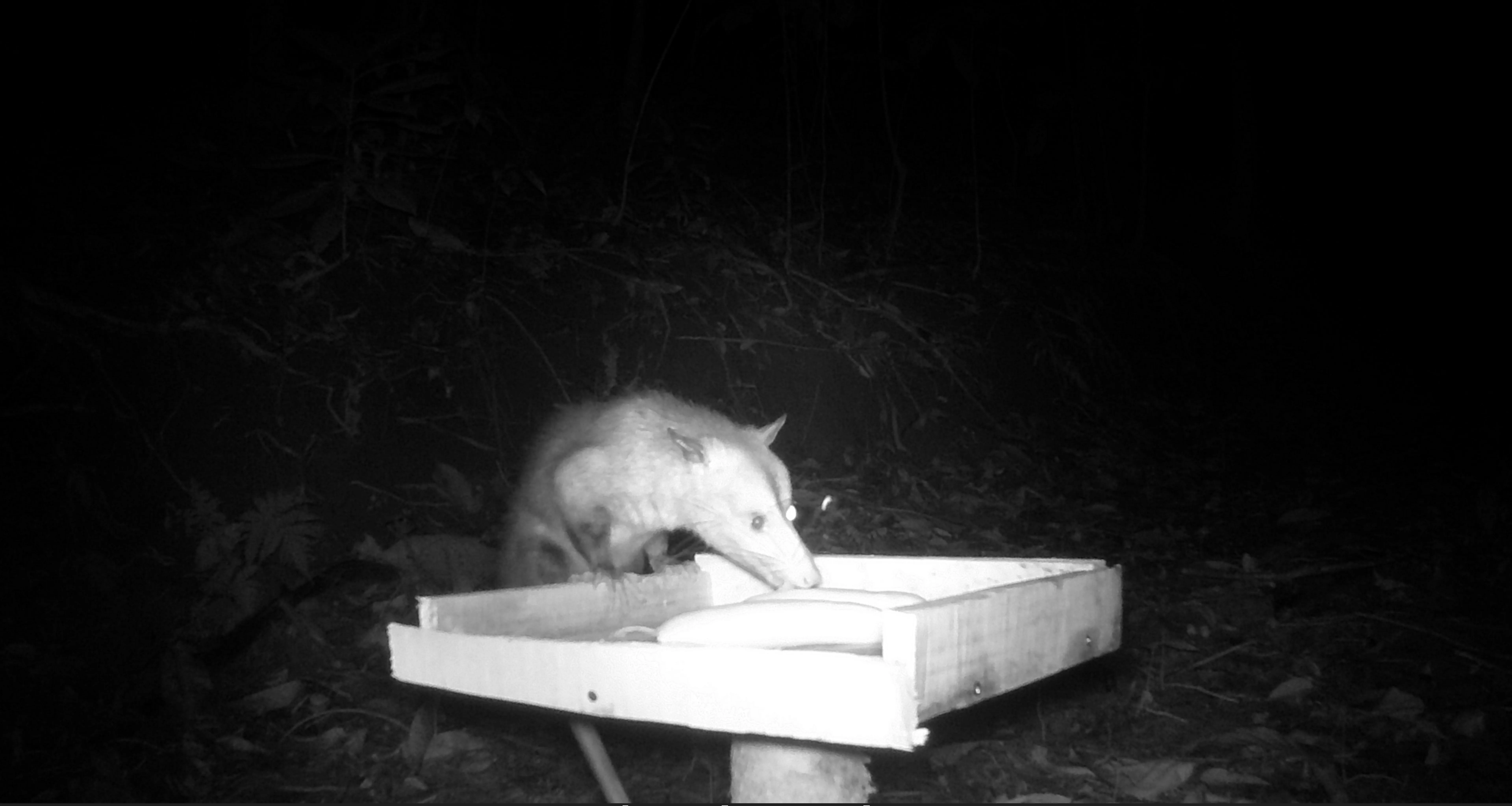 common skunk eating a plantain
