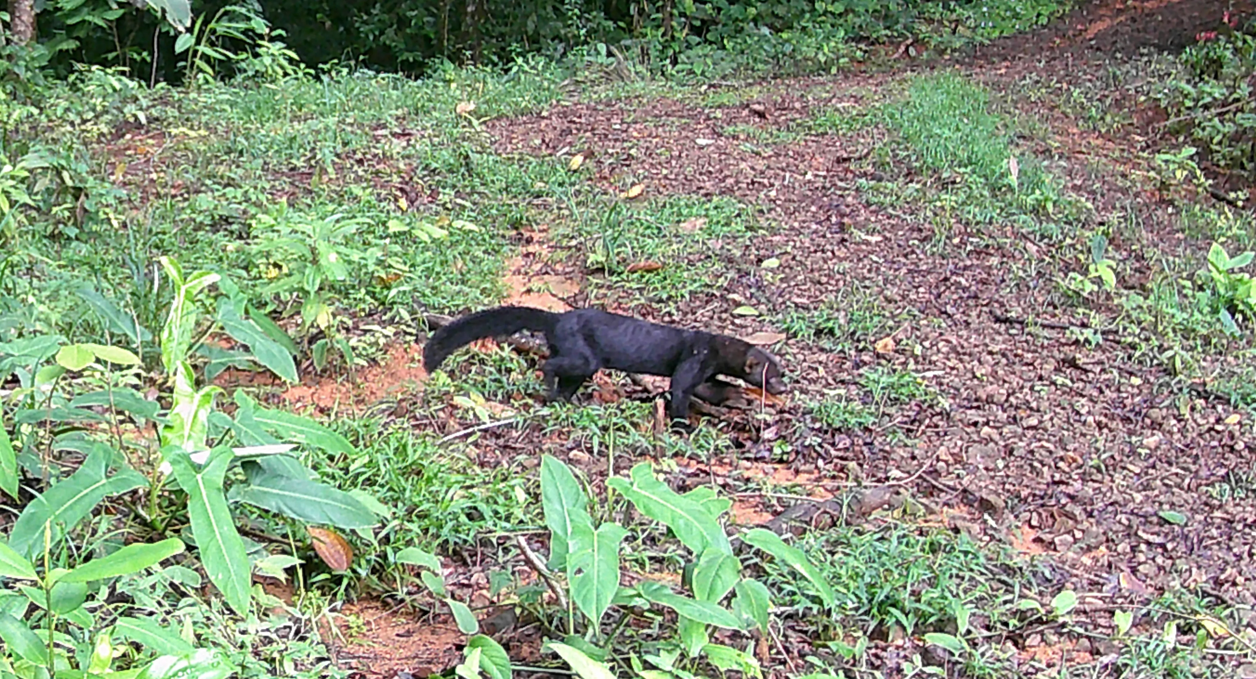 tayra crossing a trail