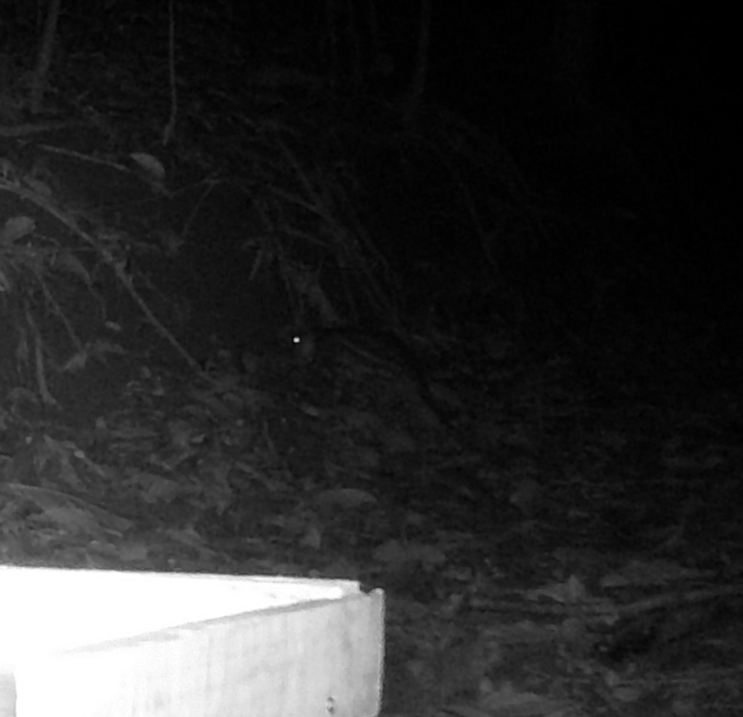 Cuniculus paca walking at night, it is an extremely rare species to see
