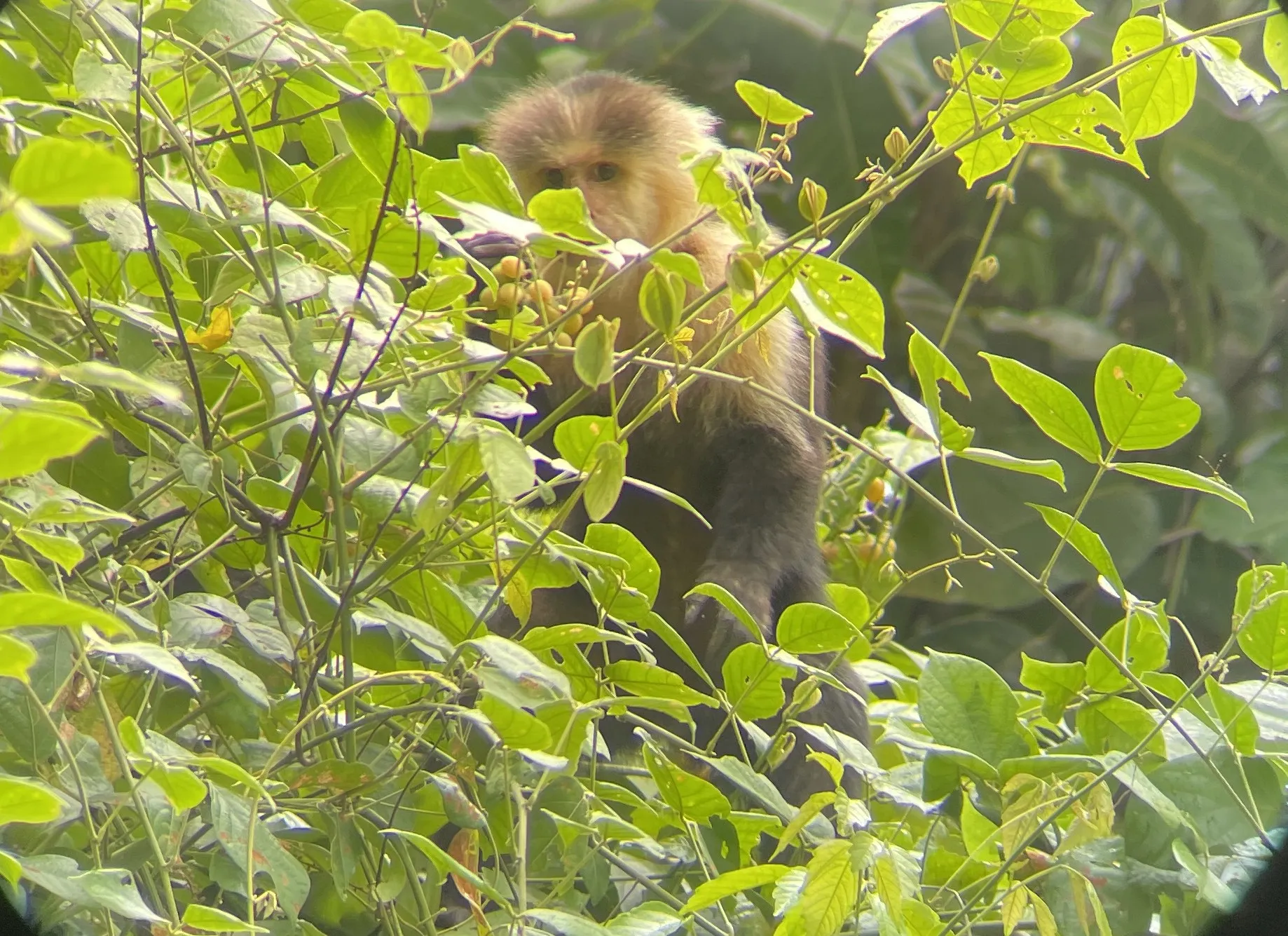 white face monkey resting on a branch