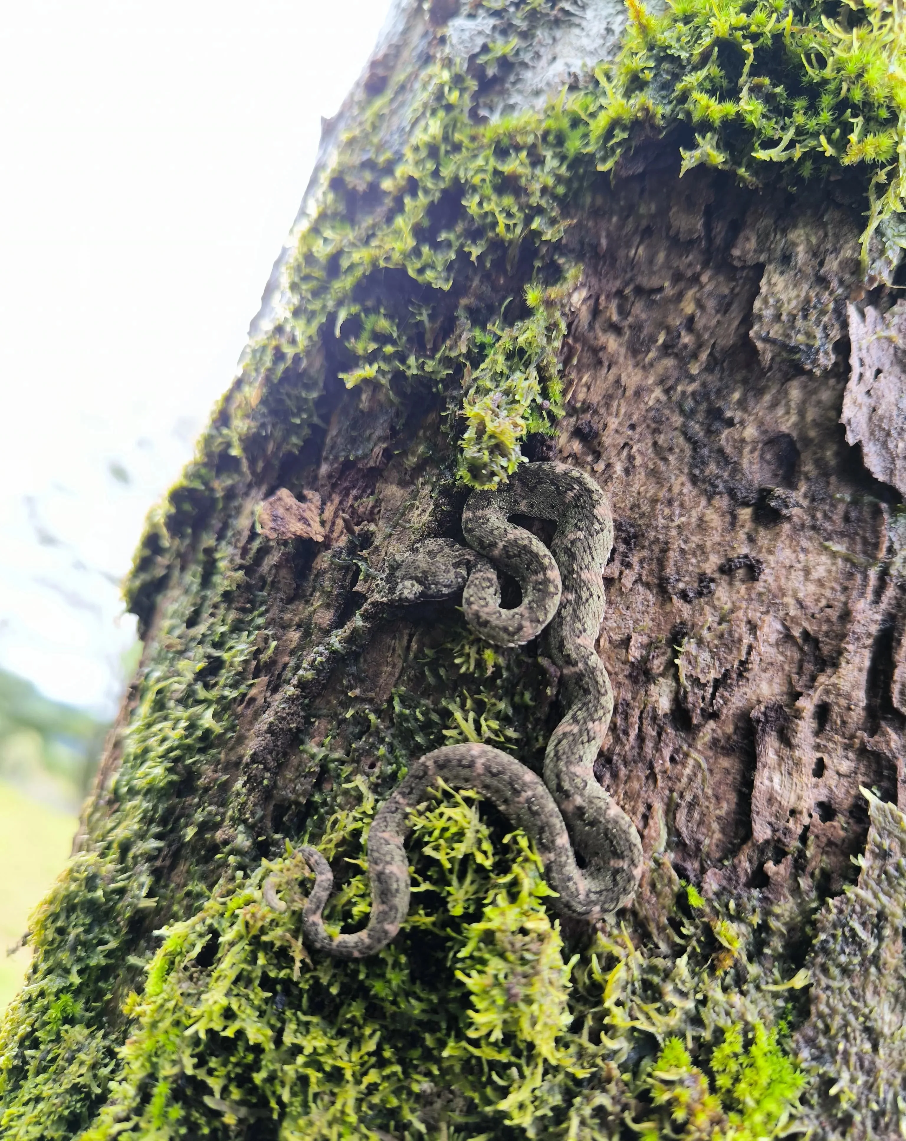 eyelash pitviper