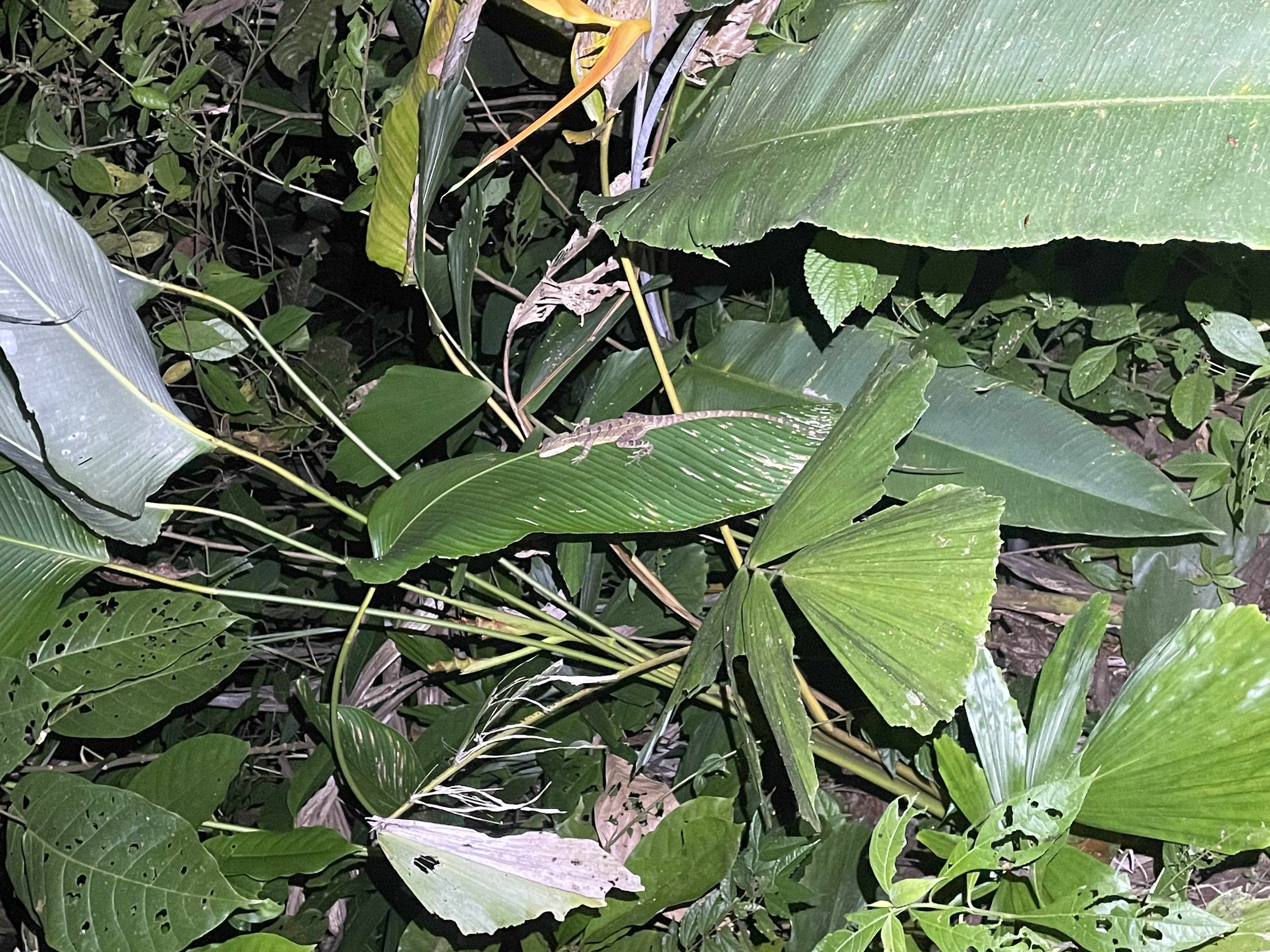 basiliscus basiliscus