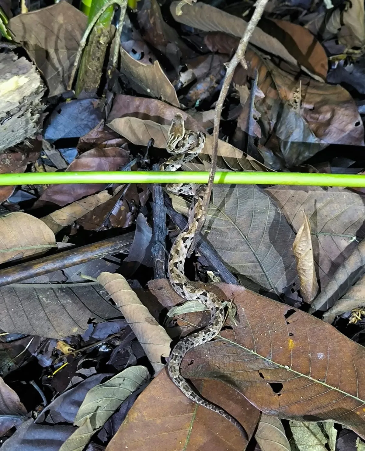 Bothrops asper
