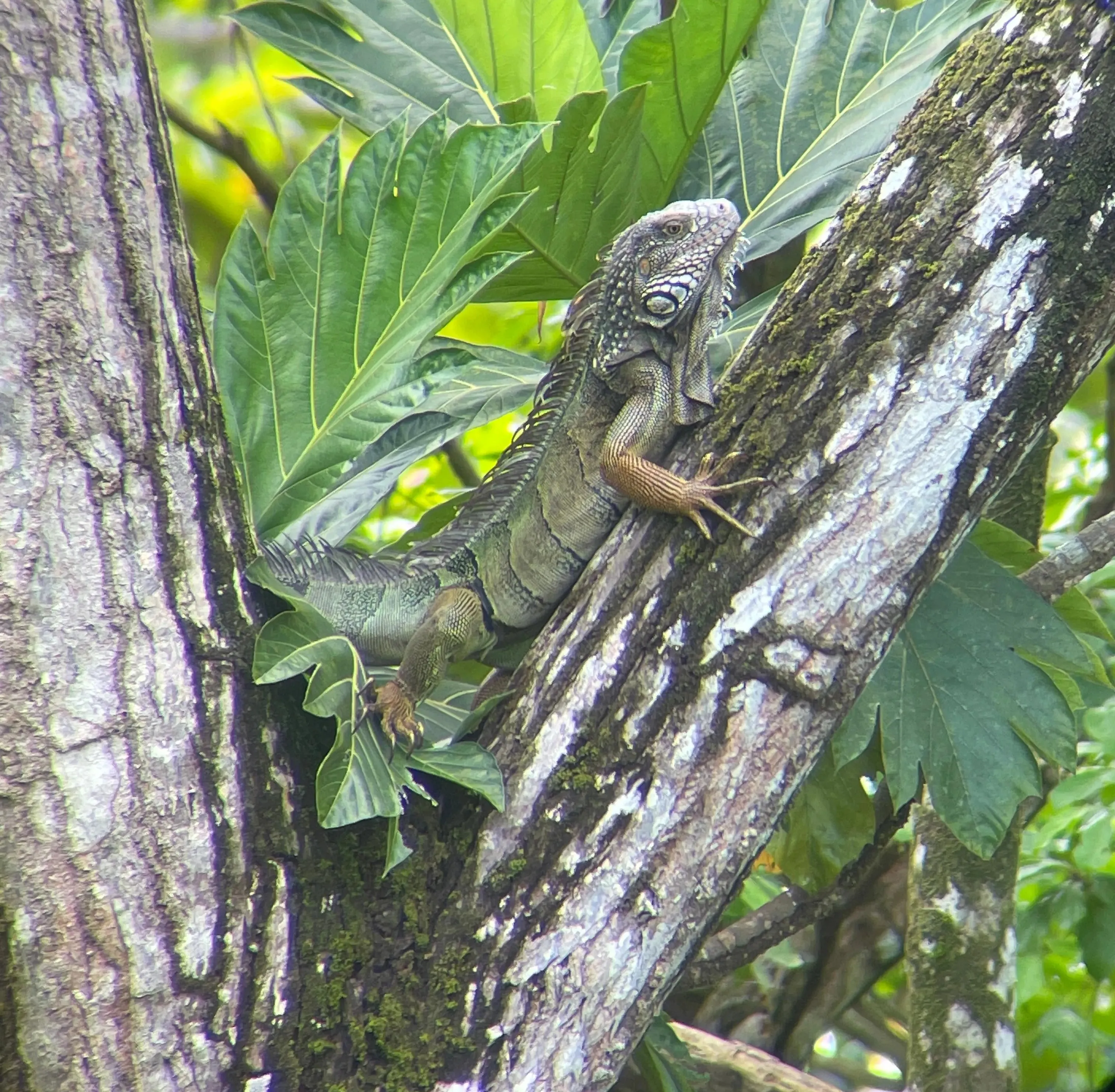 ameiva reticulada