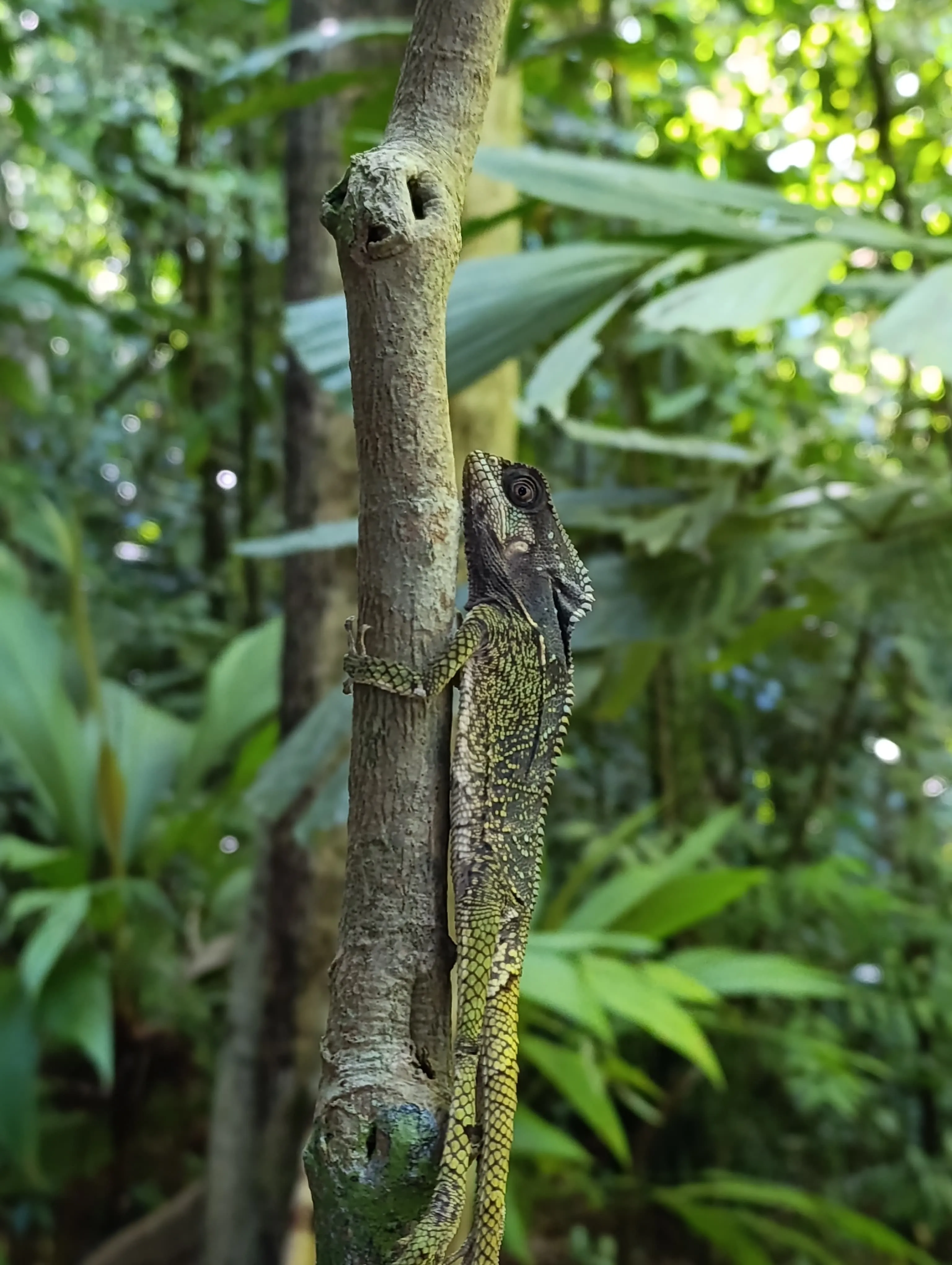 ameiva reticulada