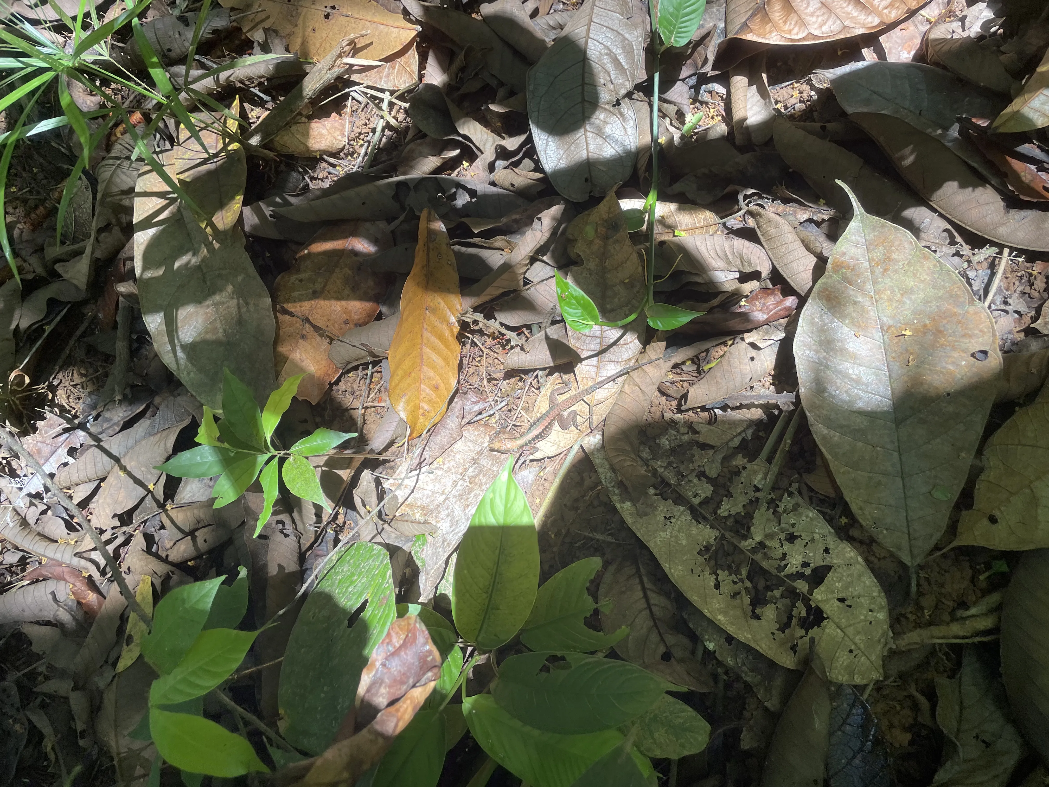 ameiva reticulada