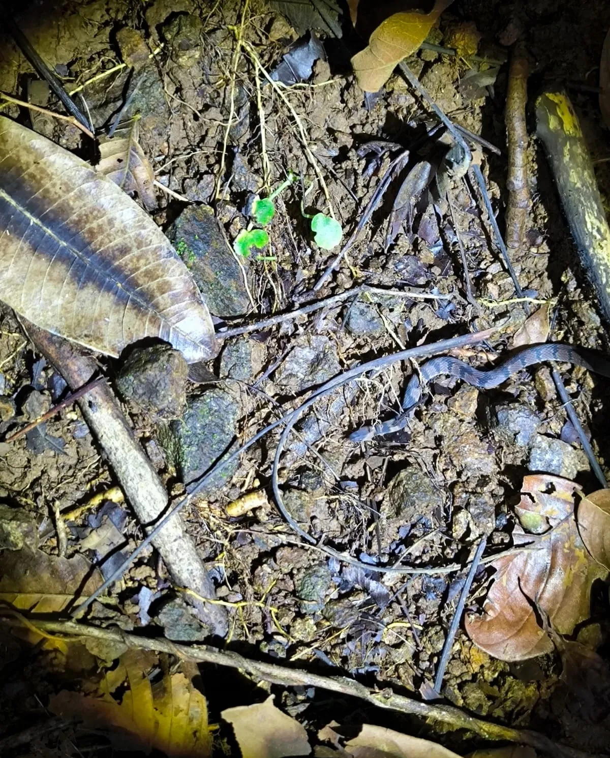 ninia maculata